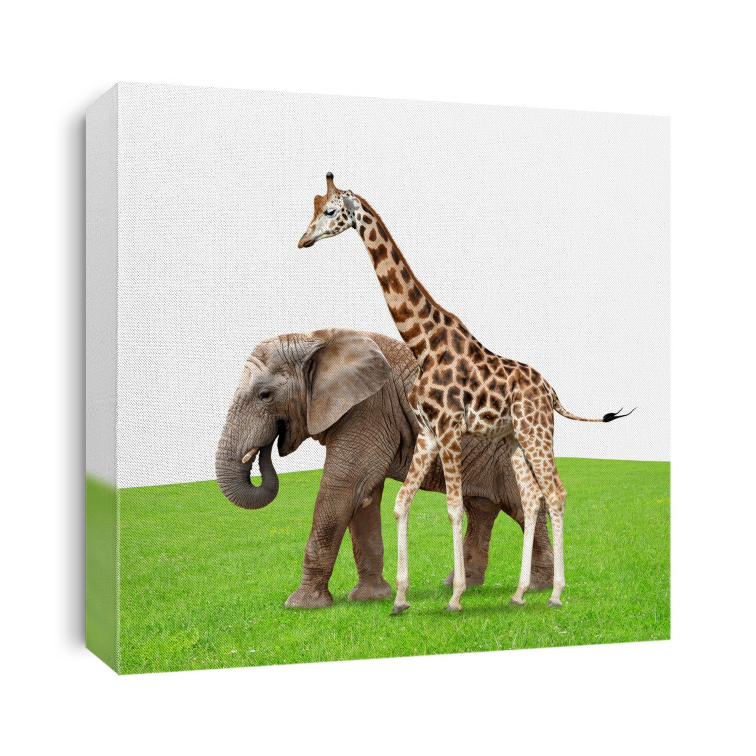giraffe with elephant