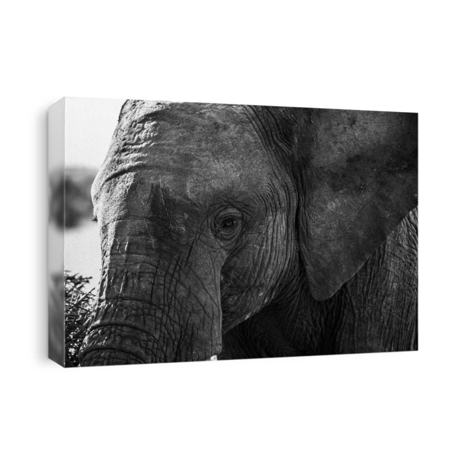 Black & white elephant close up