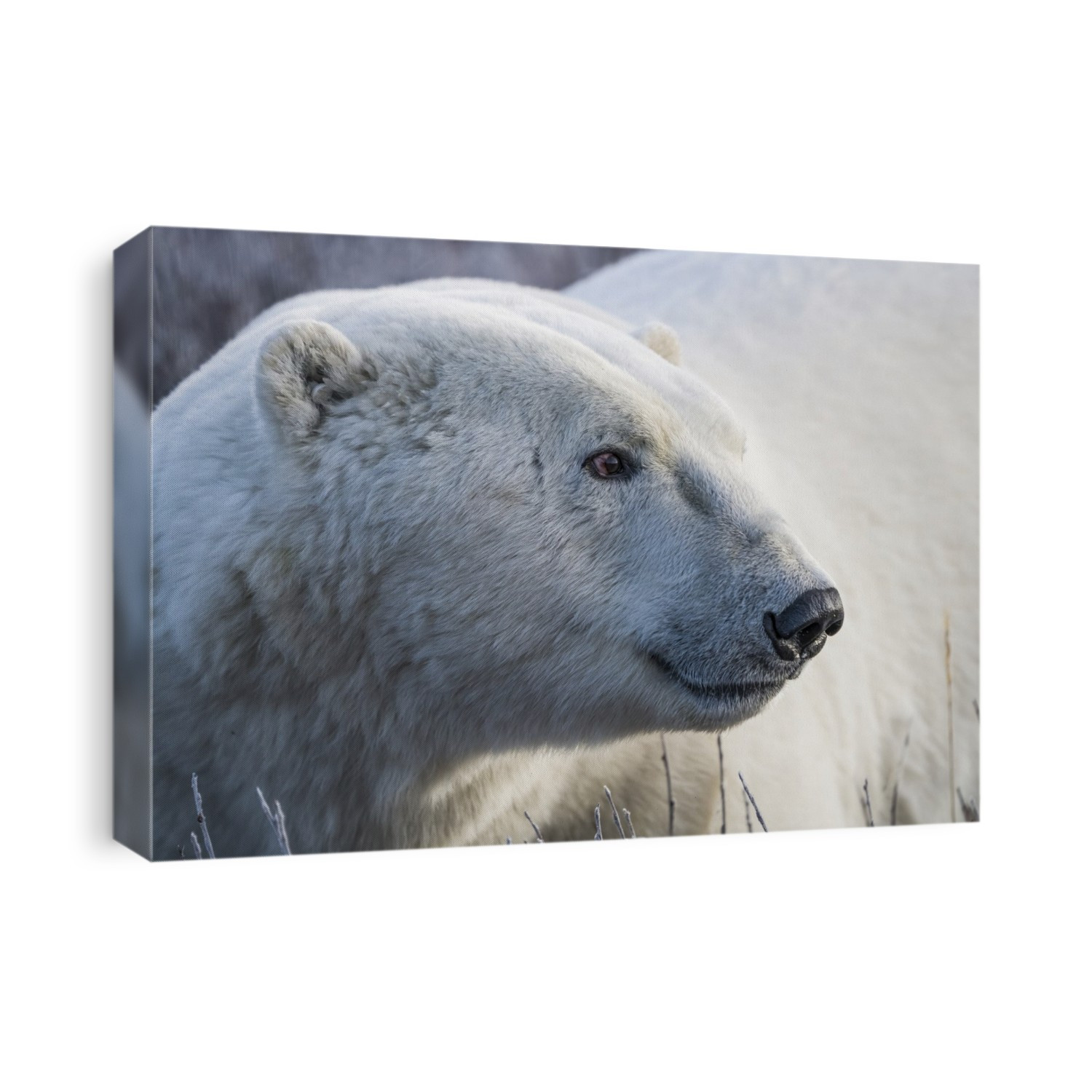 Polar bear (Ursus maritimus) in it’s natural environment, a magnificent animal; Churchill, Manitoba, Canada