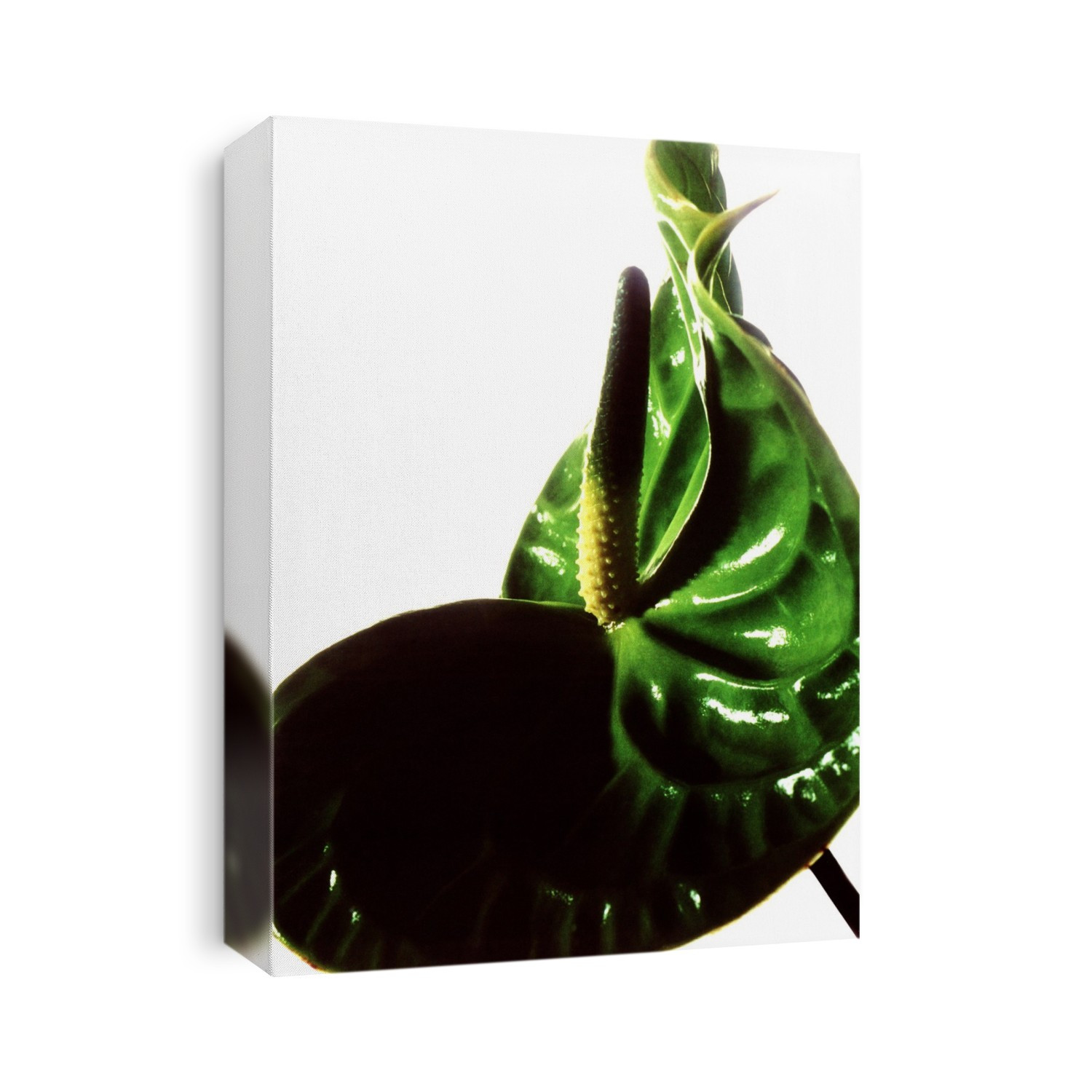 Flamingo Flower (Anthurium andraeanum), computer artwork. The Flamingo Flower is a perennial that produces a small spike (spadix, yellow) that bears attached (sessile) flowers. The spike is surrounded and protected by a modified leaf (spathe, green).