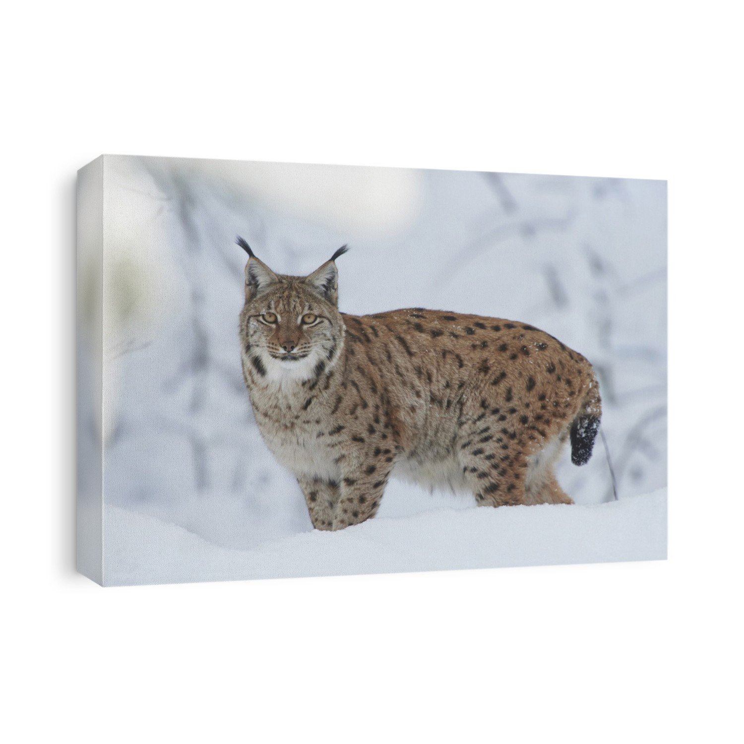 Close-up portrait of a Eurasian lynx (Lynx lynx) on a snowy winter day, Bavarian Forest, Bavaria, Germany