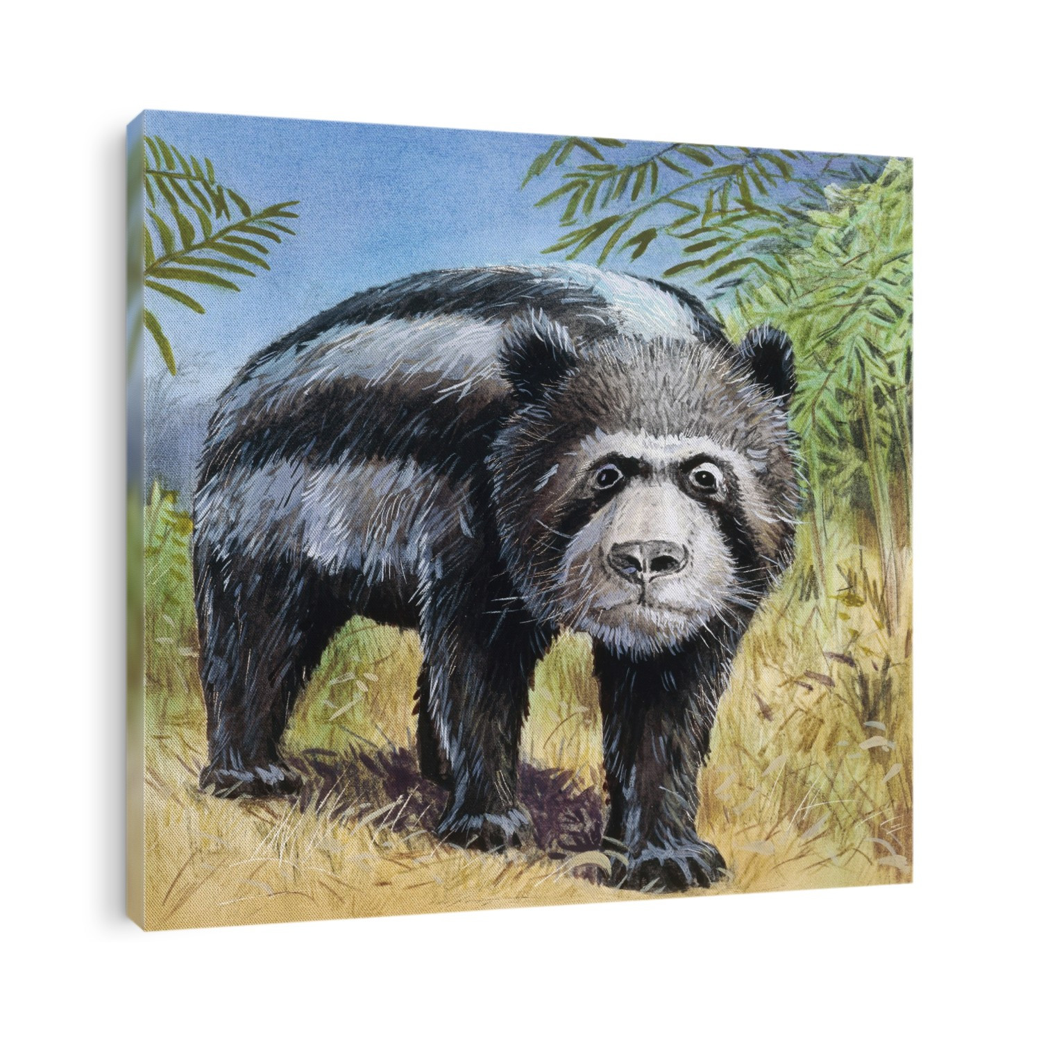 Chapalmalania, illustration. This extinct prehistoric panda-like mammal is an example of a procyonid, a group of animals that includes racoons. Chapalmalania lived from 3.6 to 3 million years ago during the Late Pliocene. It reached body lengths of around 1.5 metres. It was probably omnivorous. Its fossils have been found in South America.