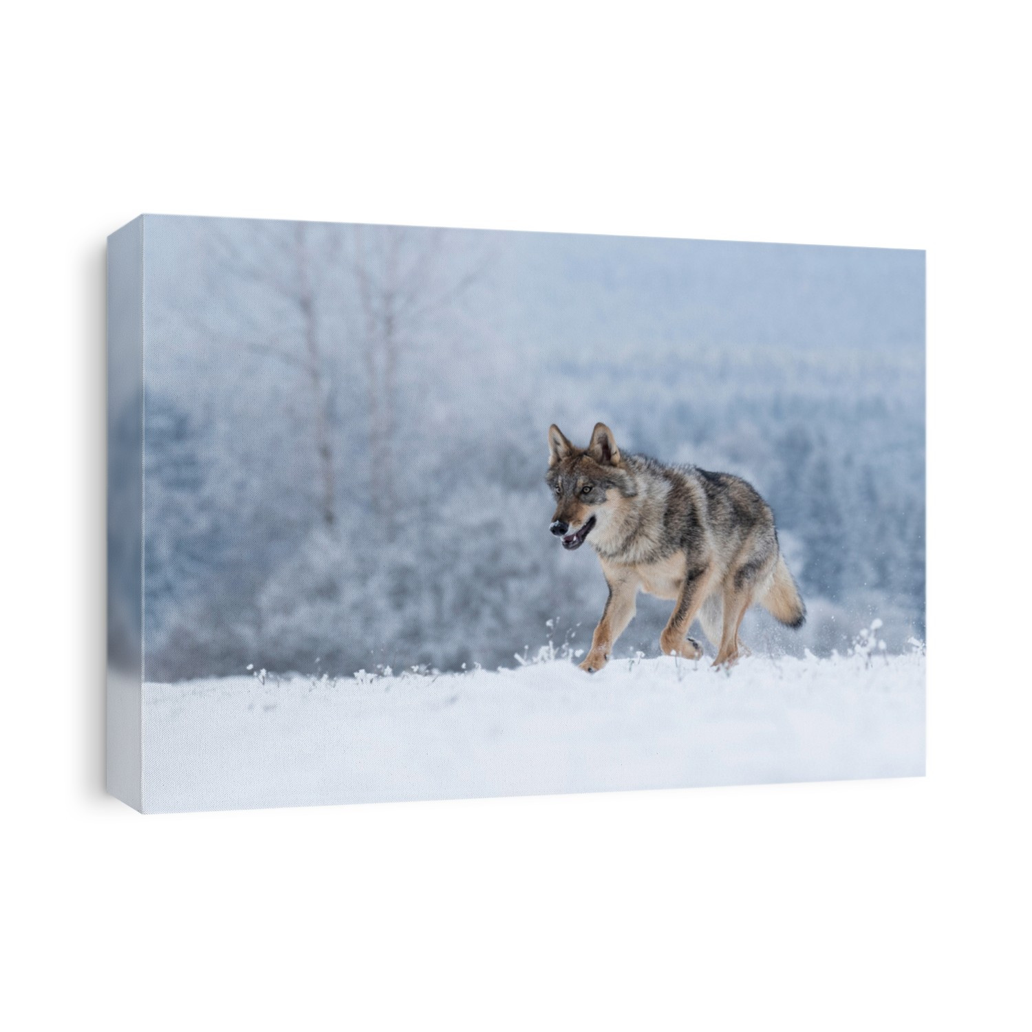 wolf running in snow, wolf in winter countryside, 