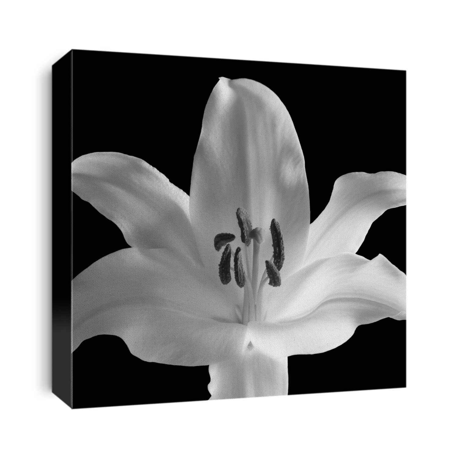 From the series 'White Flowers'
