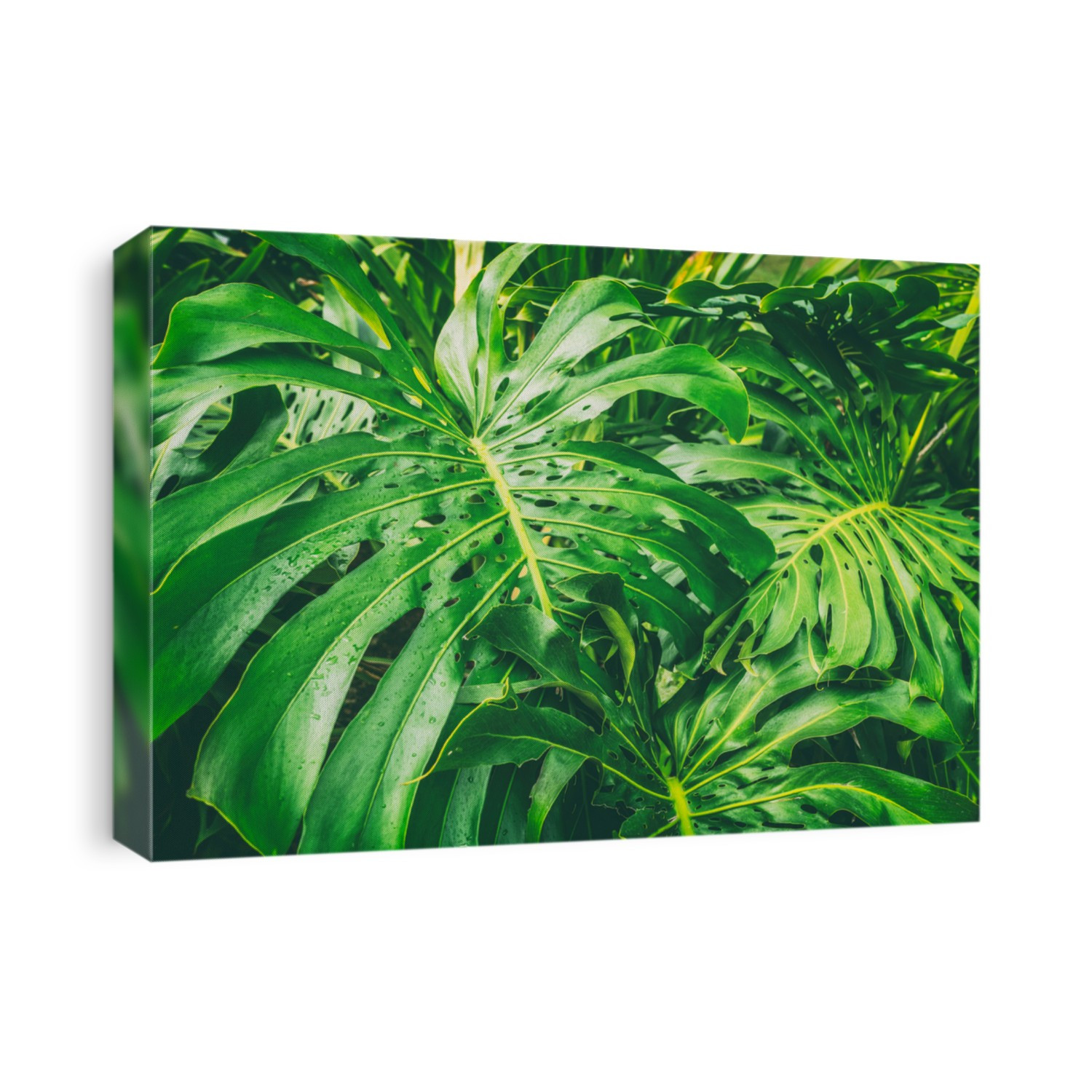 Tropical rainforest closeup of Monstera Deliciosa leaves in Hawaii. Outdoor plants in the wild.