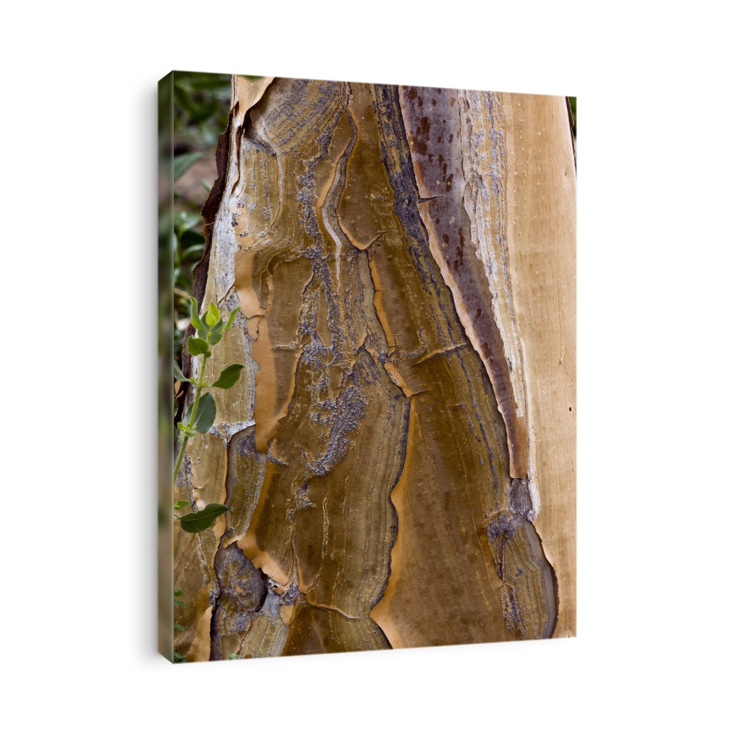 Quiver tree (Aloe dichotoma) bark. Photographed in South Africa.