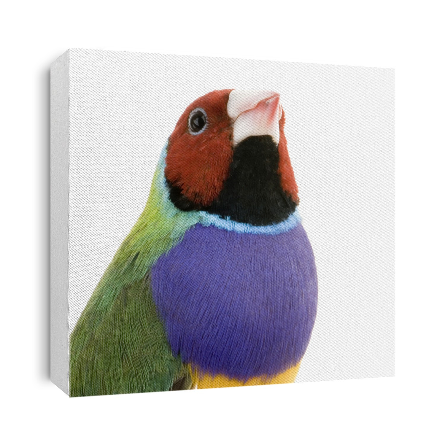 Gouldian Finch in front of a white background