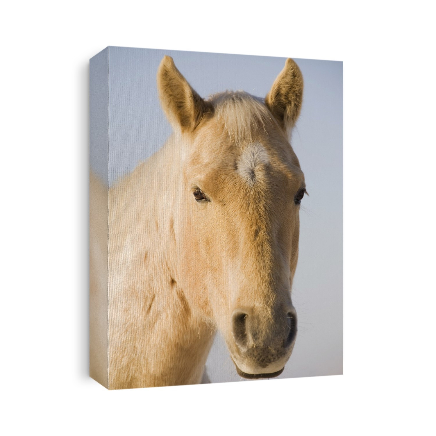 Cream Coloured Horse Head Looking Straight On With Blue Sky; Calgary, Alberta, Canada