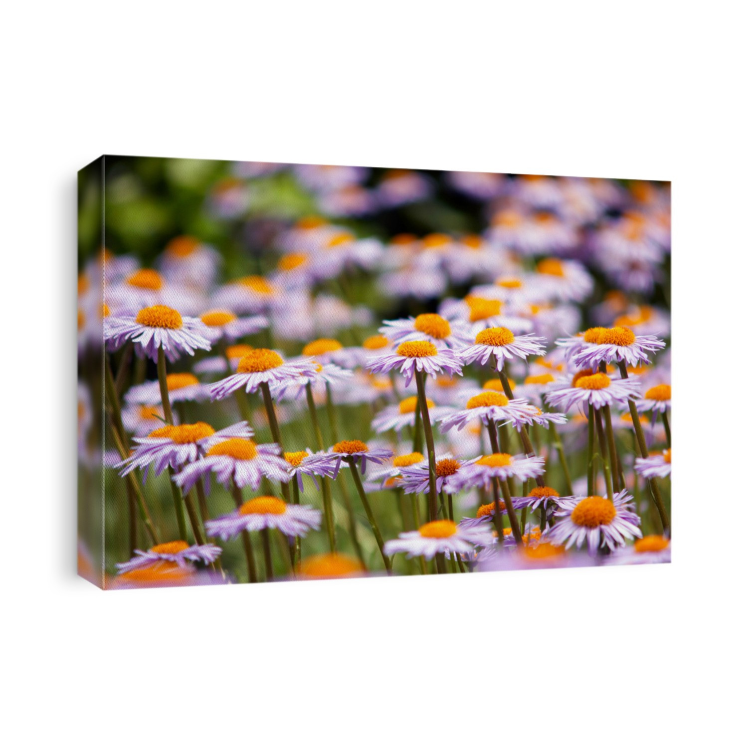 Field of wild violet flowers