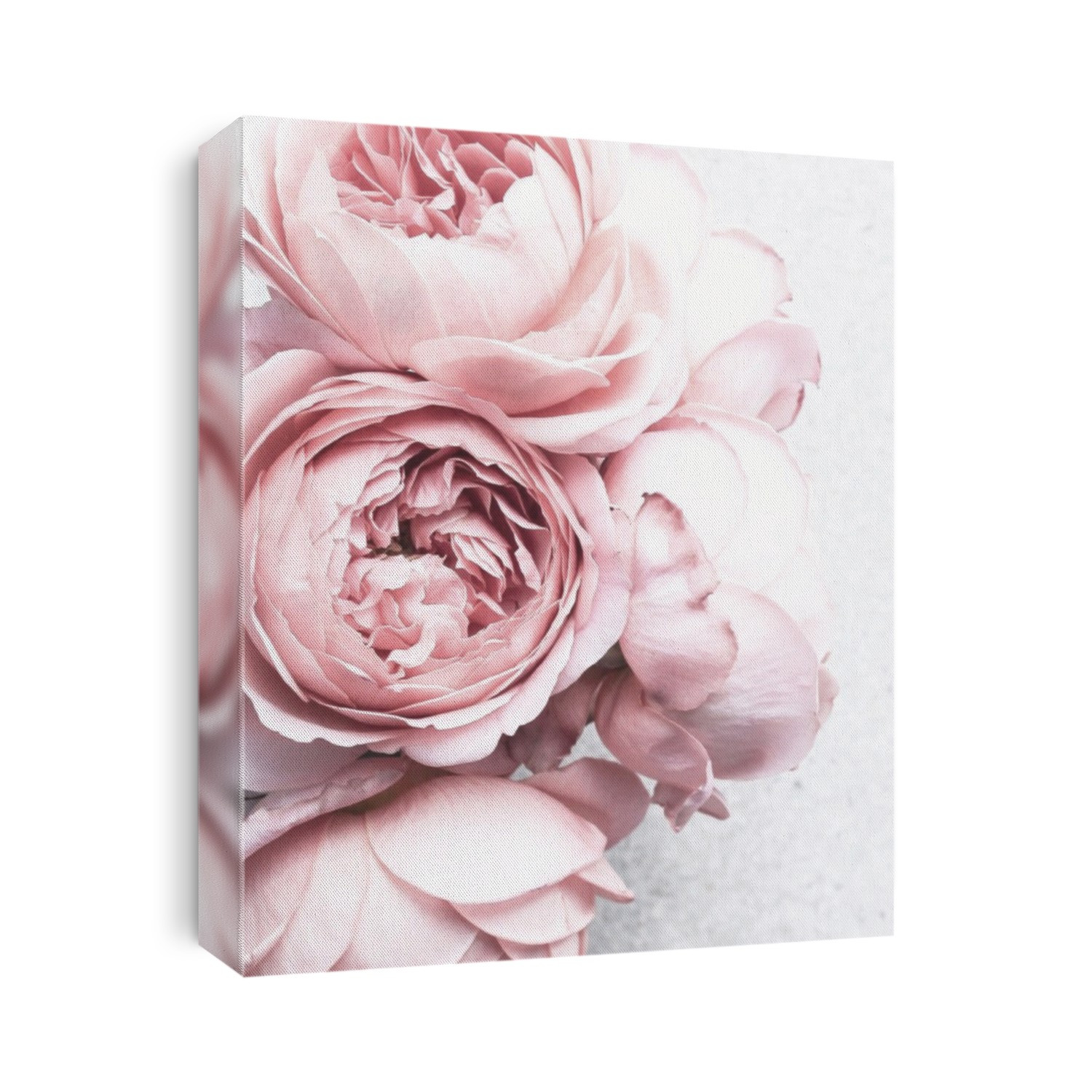 pink white peony flower