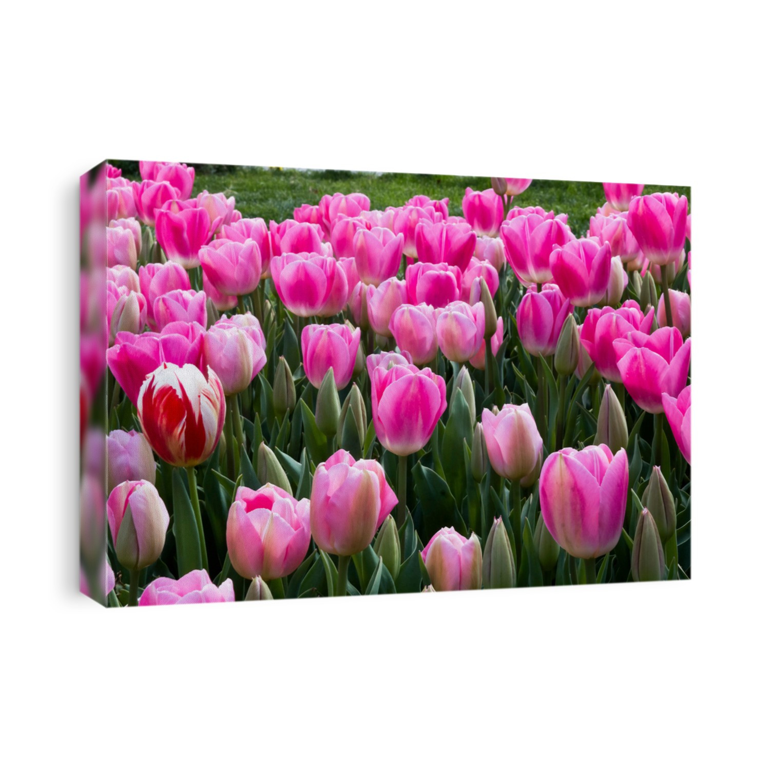Beautiful pink tulip flowers in the public garden. Pink tulip field at a park during spring time.
