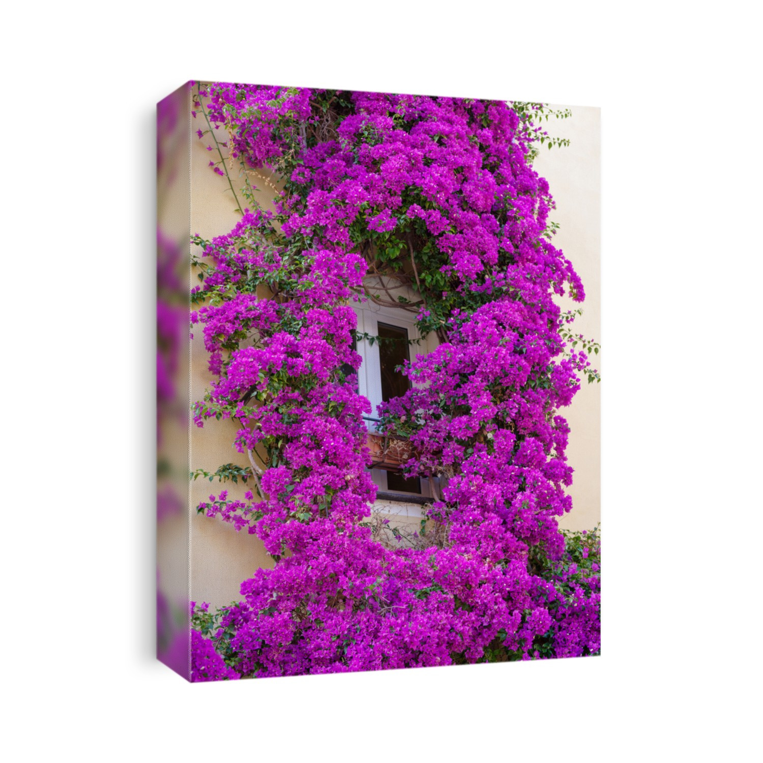 Bougainvillea flowers in bloom around a facade of house in Imperia old town, Liguria region, Italy