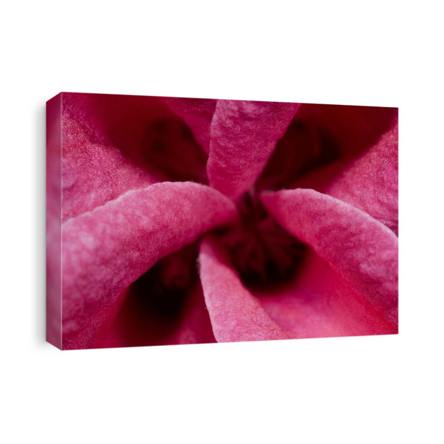Close-up abstract of the centre of a developing clematis flower growing in a Surrey garden in summer.