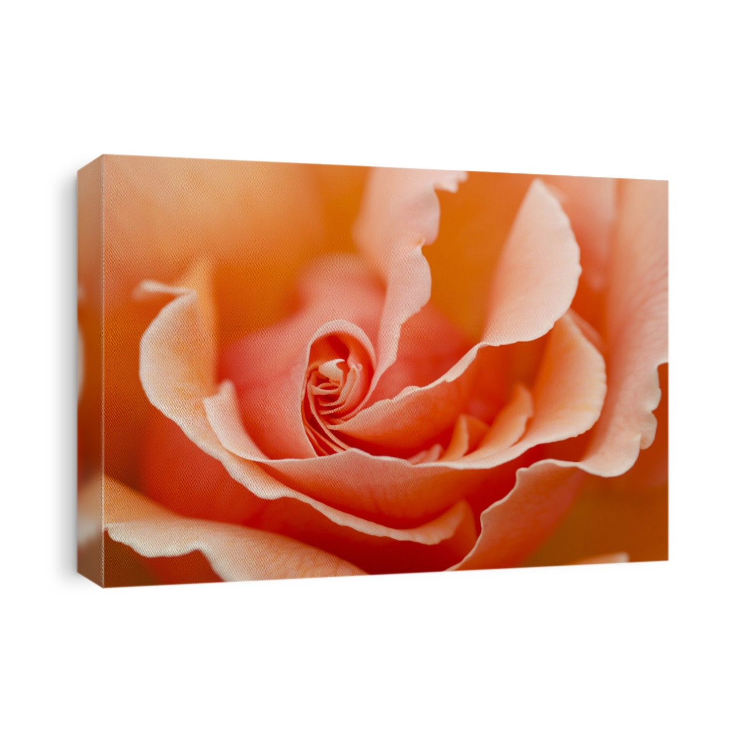 Creative close-up wide-aperture abstract image of a Rose 'Just Joey' growing in a Norfolk garden in summer.