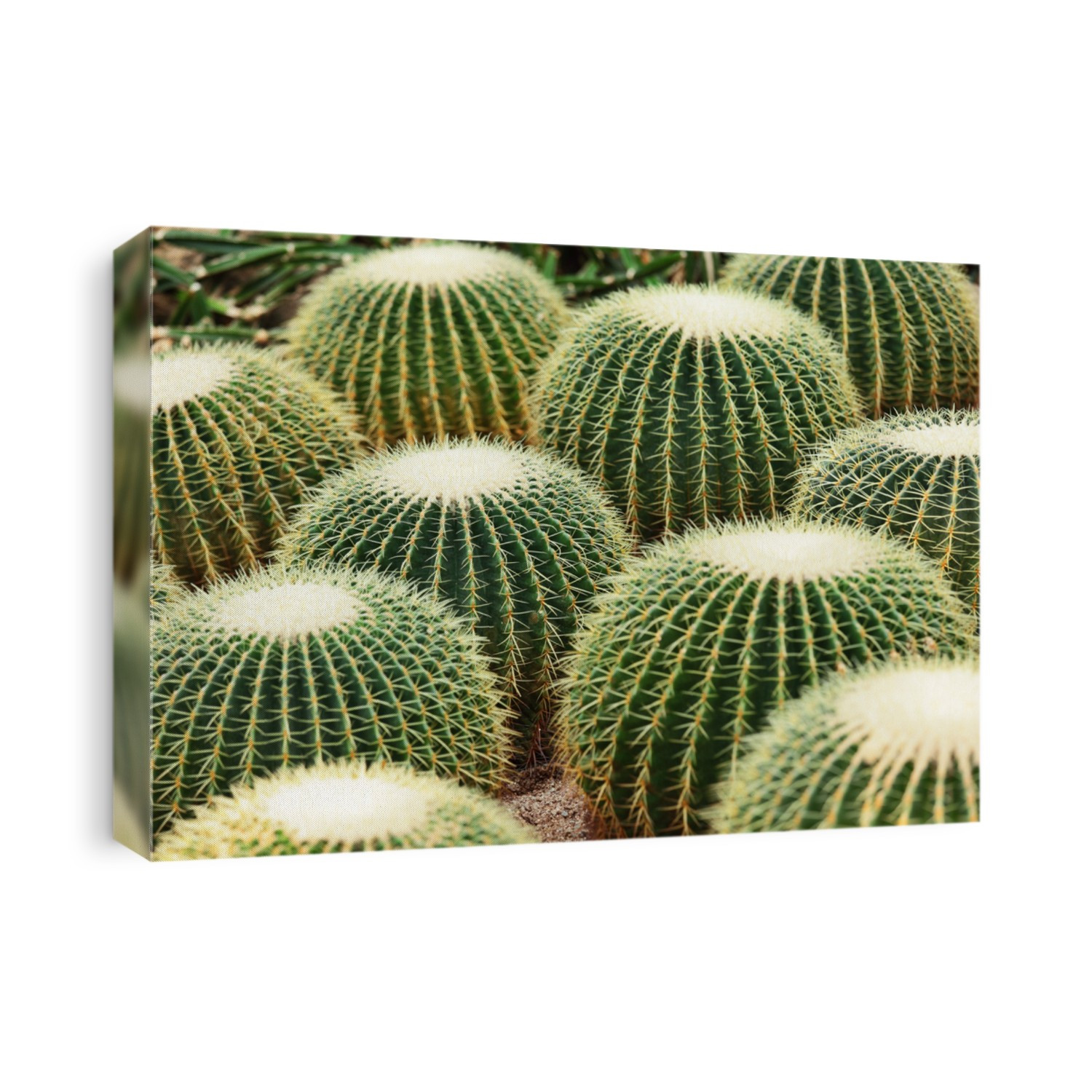 Cactus in Desert
