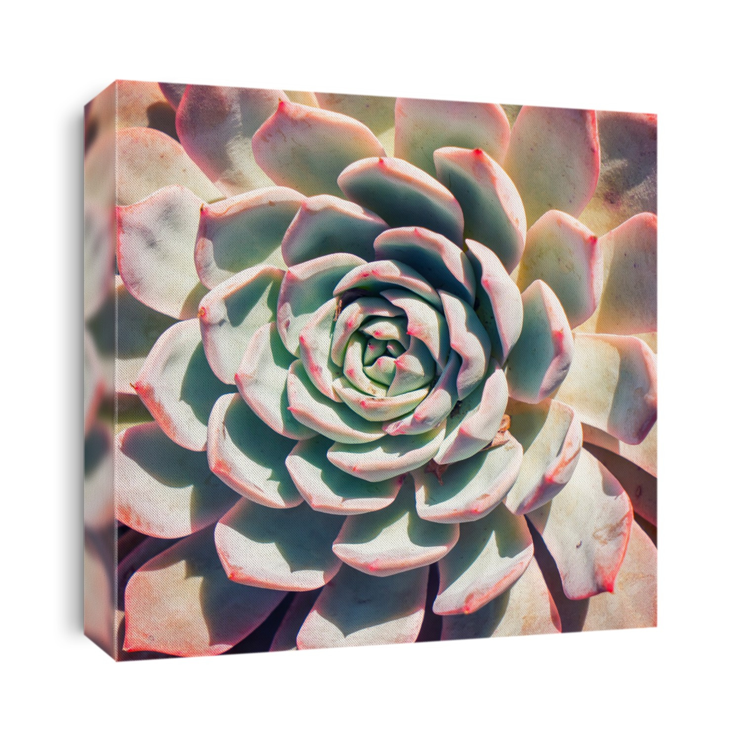 Miniature succulent plants (succulent cactus) at the garden