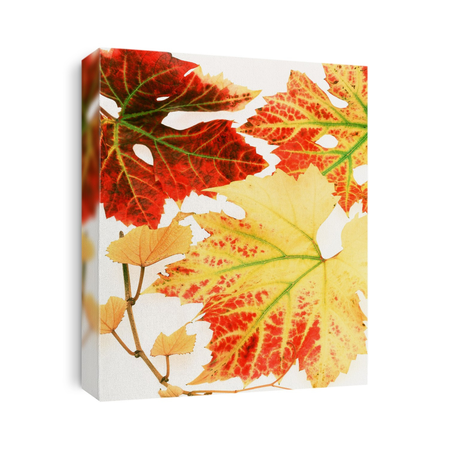 Vine leaves (Vitis sp. ) showing autumnal colours. Vines are deciduous plants that shed their leaves in autumn to prevent water loss and frost damage. The vivid colours are due to the breakdown of the green pigment chlorophyll, which absorbs sunlight during photosynthesis. This breakdown reveals other pigments which are usually hidden by the chlorophyll.