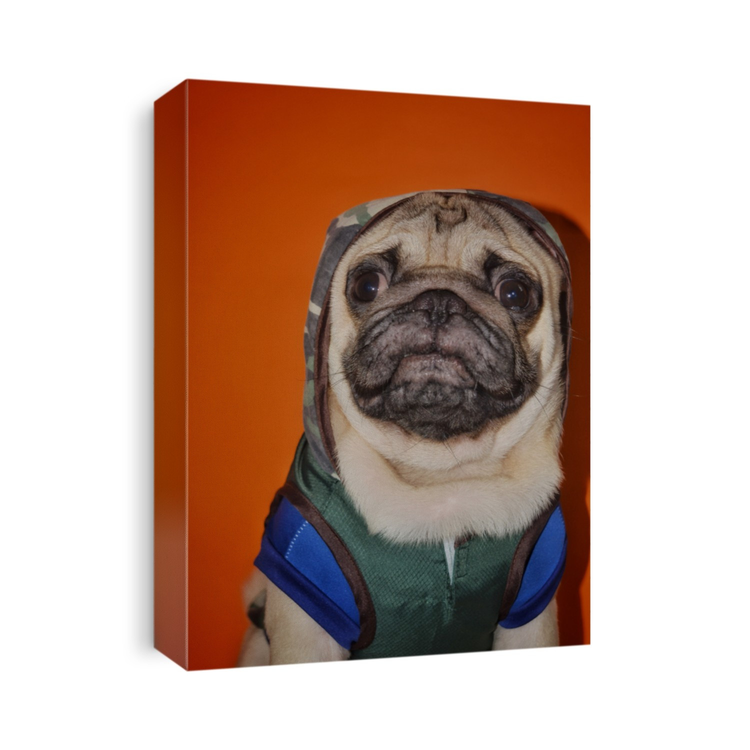 PICTURE OF A CUTE PUG DOG