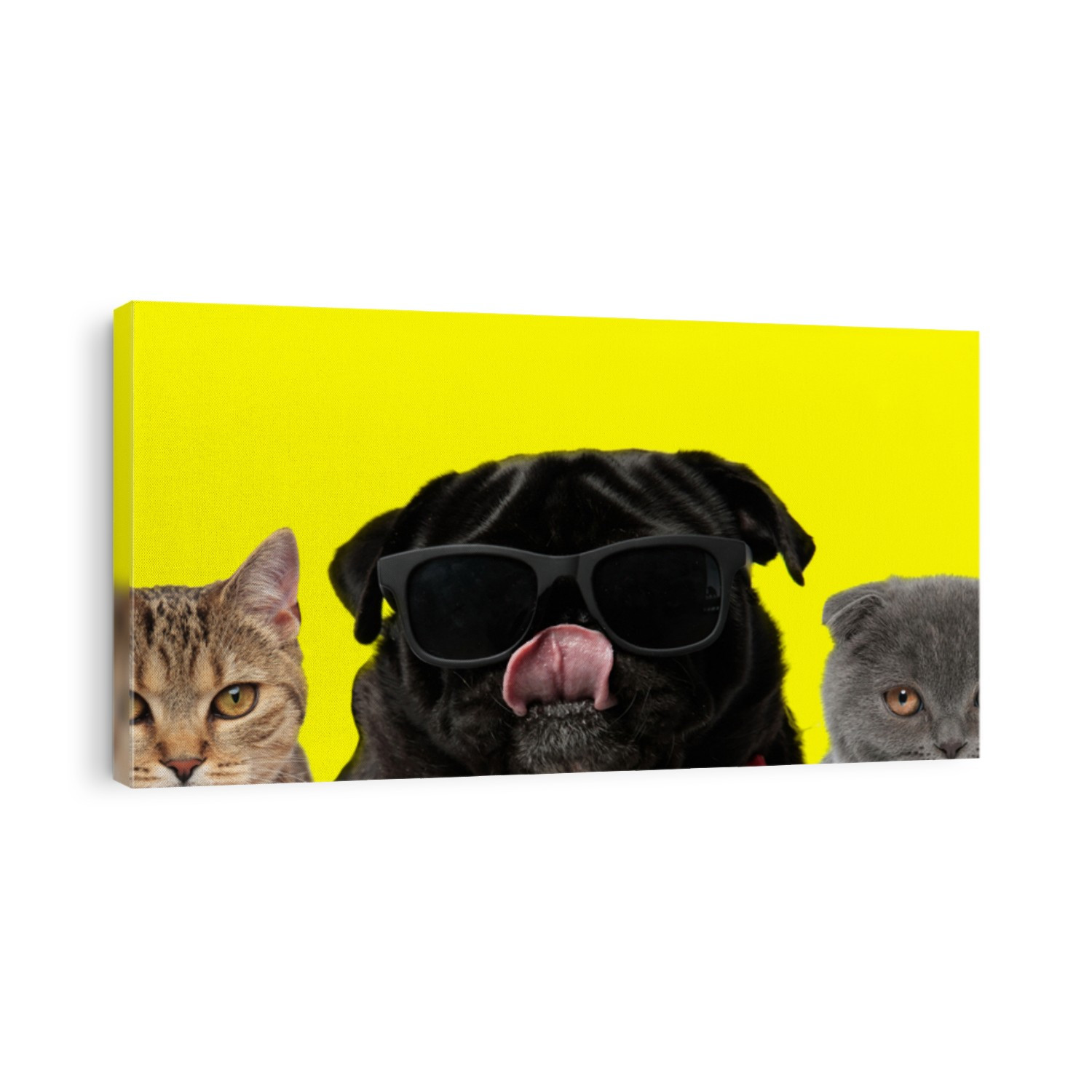 metis cat, Pug dog wearing sunglasses and Scottish Fold cat are standing next to each other and looking at camera while licking mouth on yellow background