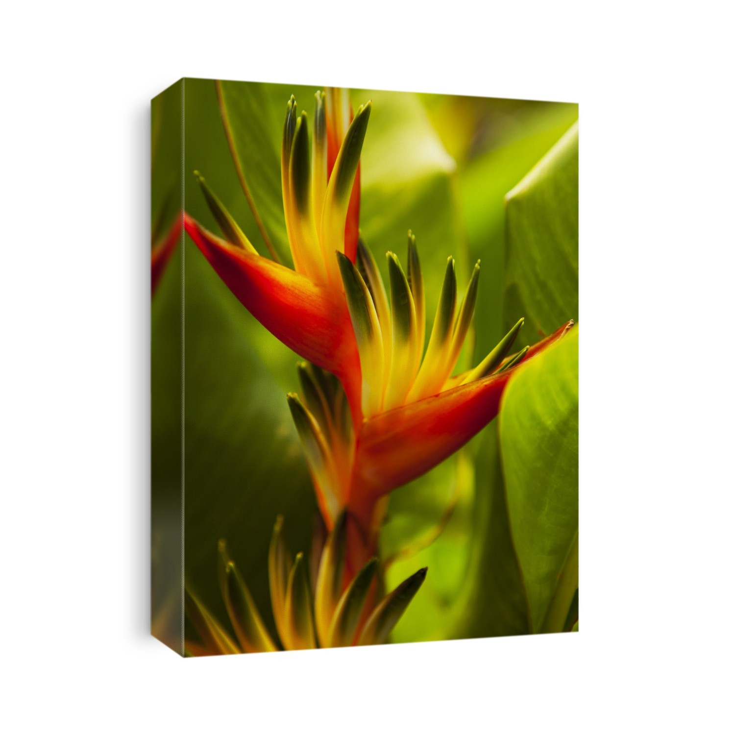 Hawaii, Maui, Heliconia Flowers