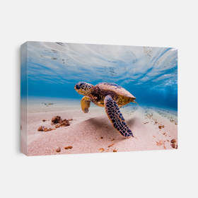 An Endangered Hawaiian Green Sea Turtle Cruises In The Warm Waters Of