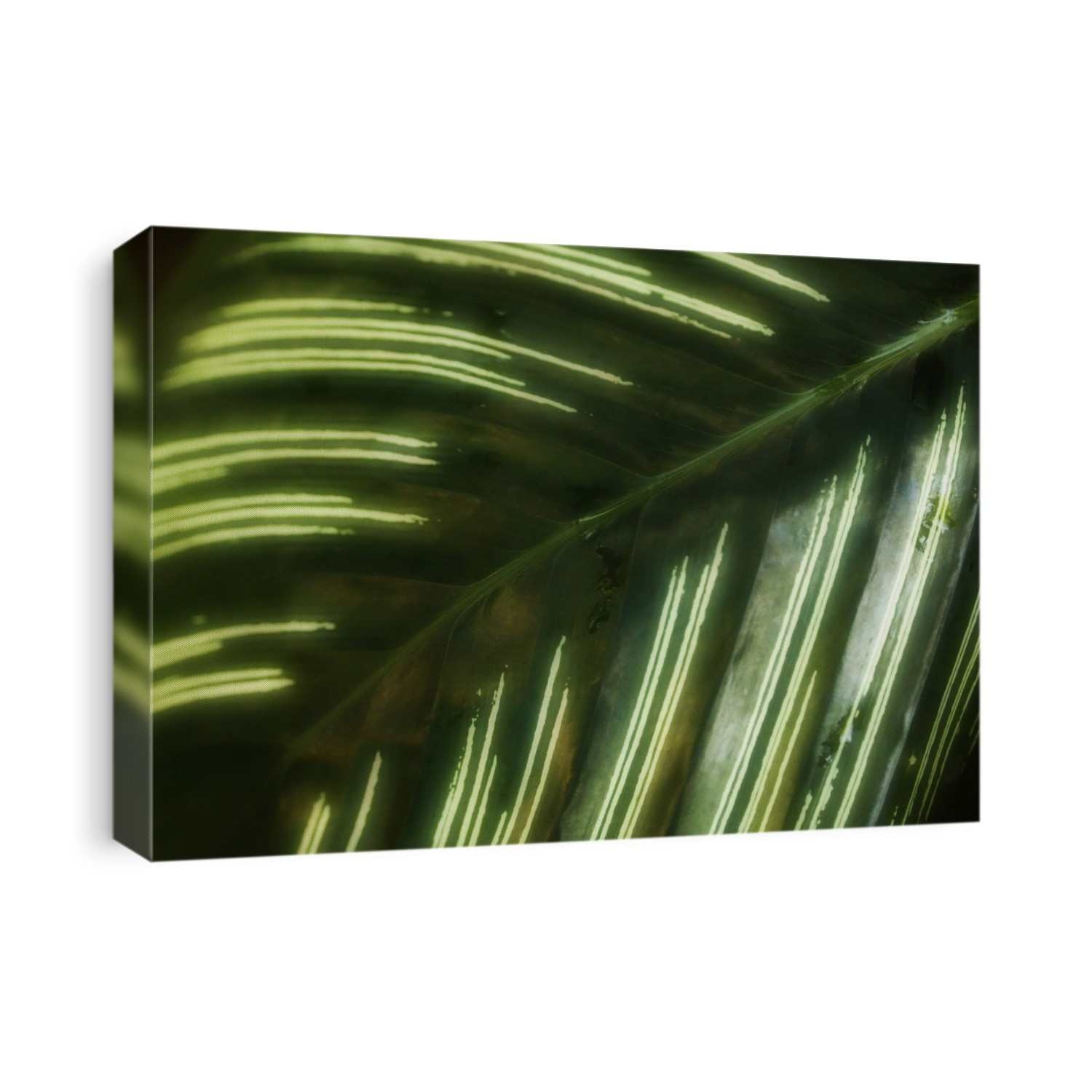 Maranta leaf (Maranta sp.).