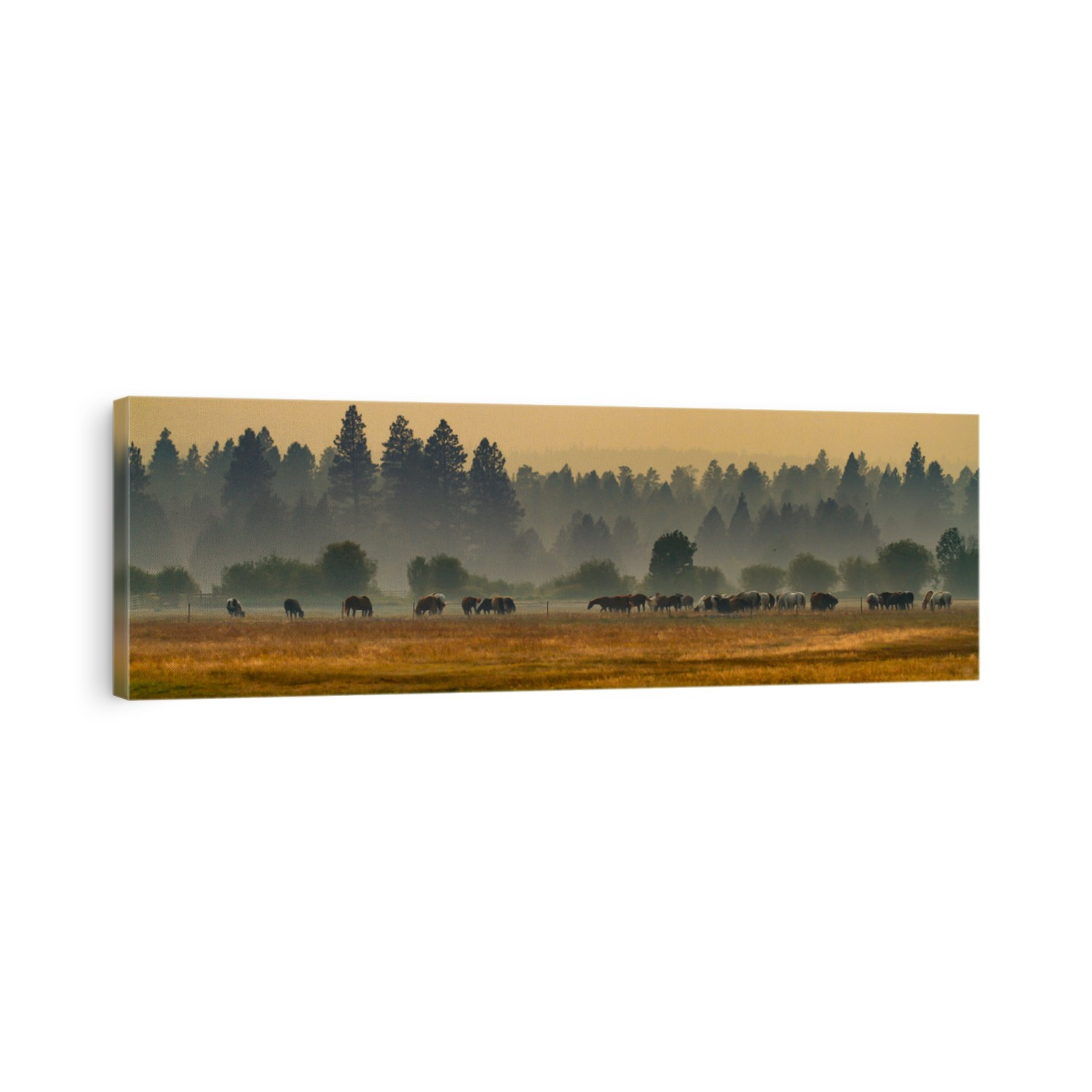 Horses grazing in a meadow in Central Oregon.  Air is smoky because of nearby forest fires
