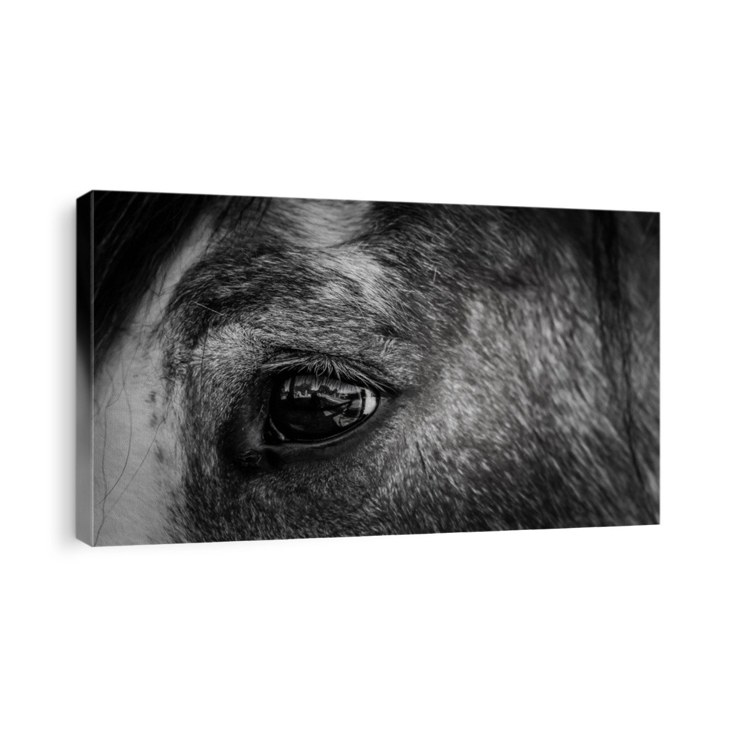 war horse