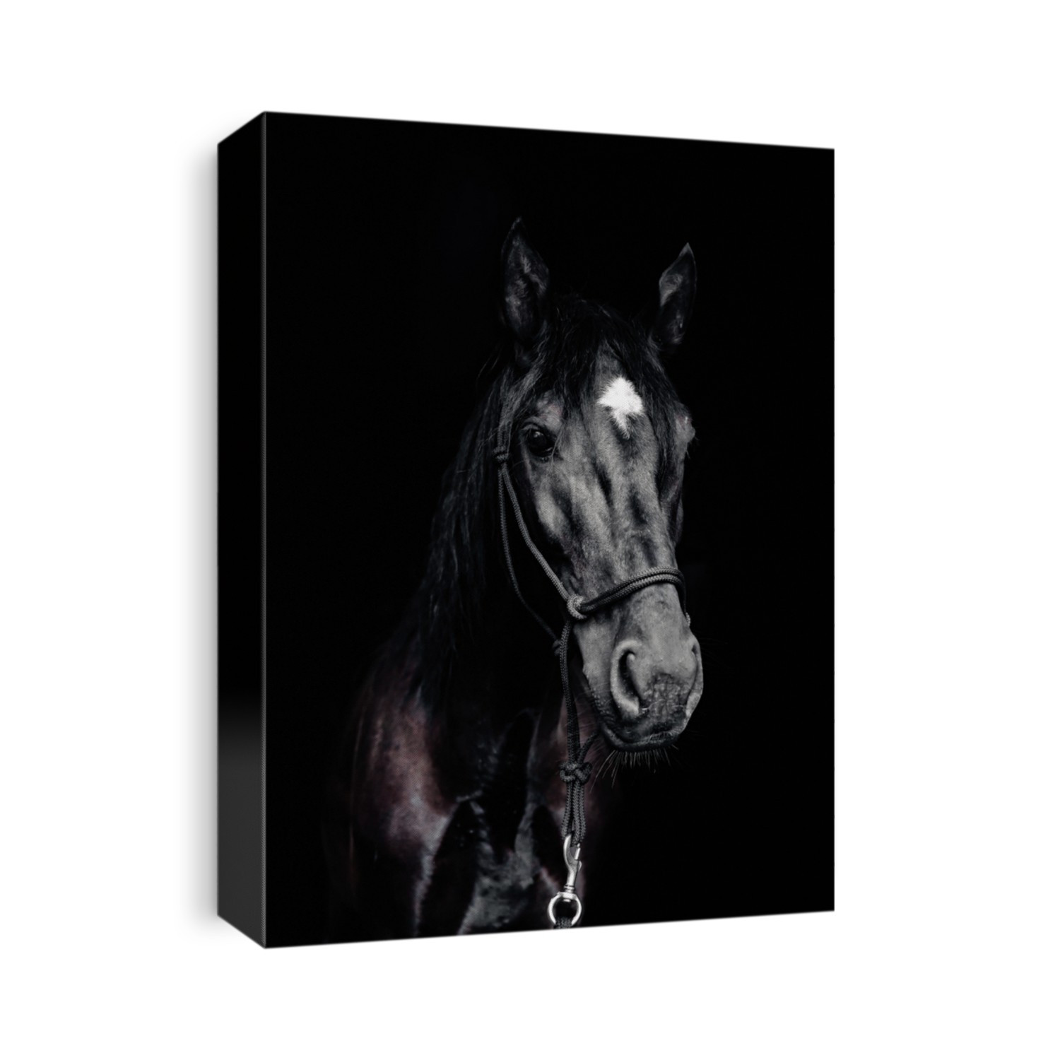 Portrait of a black horse on the black background