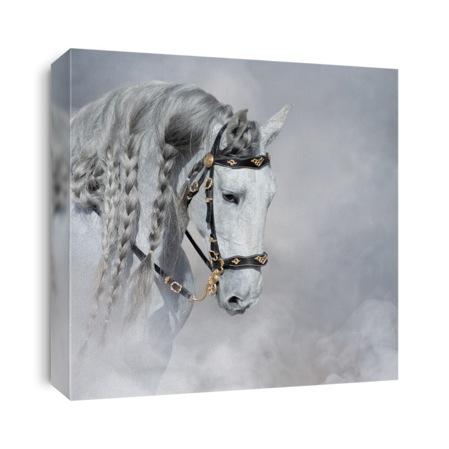 Spanish light gray horse with long mane in bridle in light smoke.