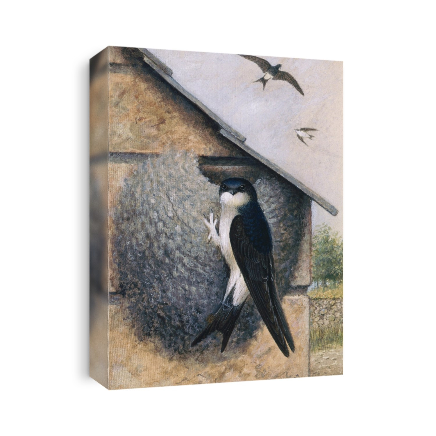 House martin (Delichon urbica), artwork. This bird builds nests of mud and straw under the eaves of buildings.