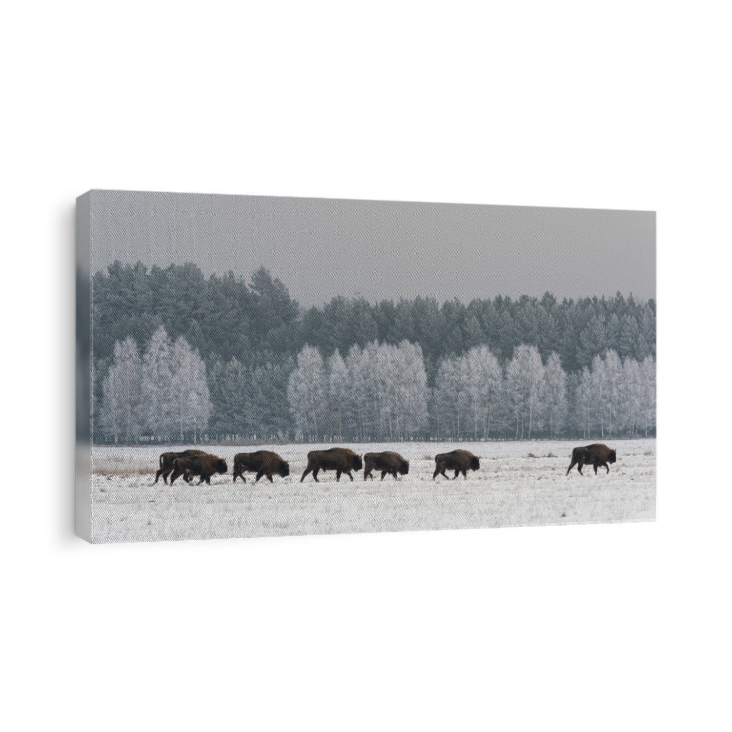 Herd of European Bisons in National Park Bialowieza in the winter on a open snowy field with birches in the background, Poland.