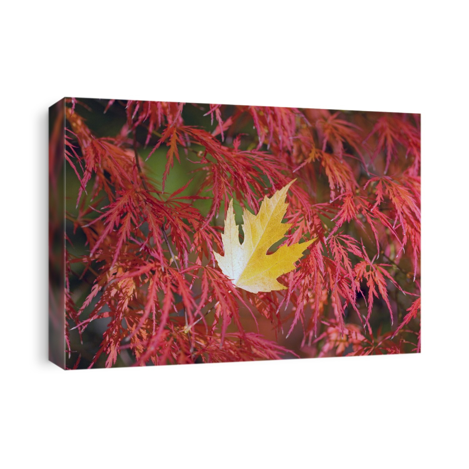Yellow fallen leaf caught in red tree foliage in autumn; Portland, Oregon, United States of America