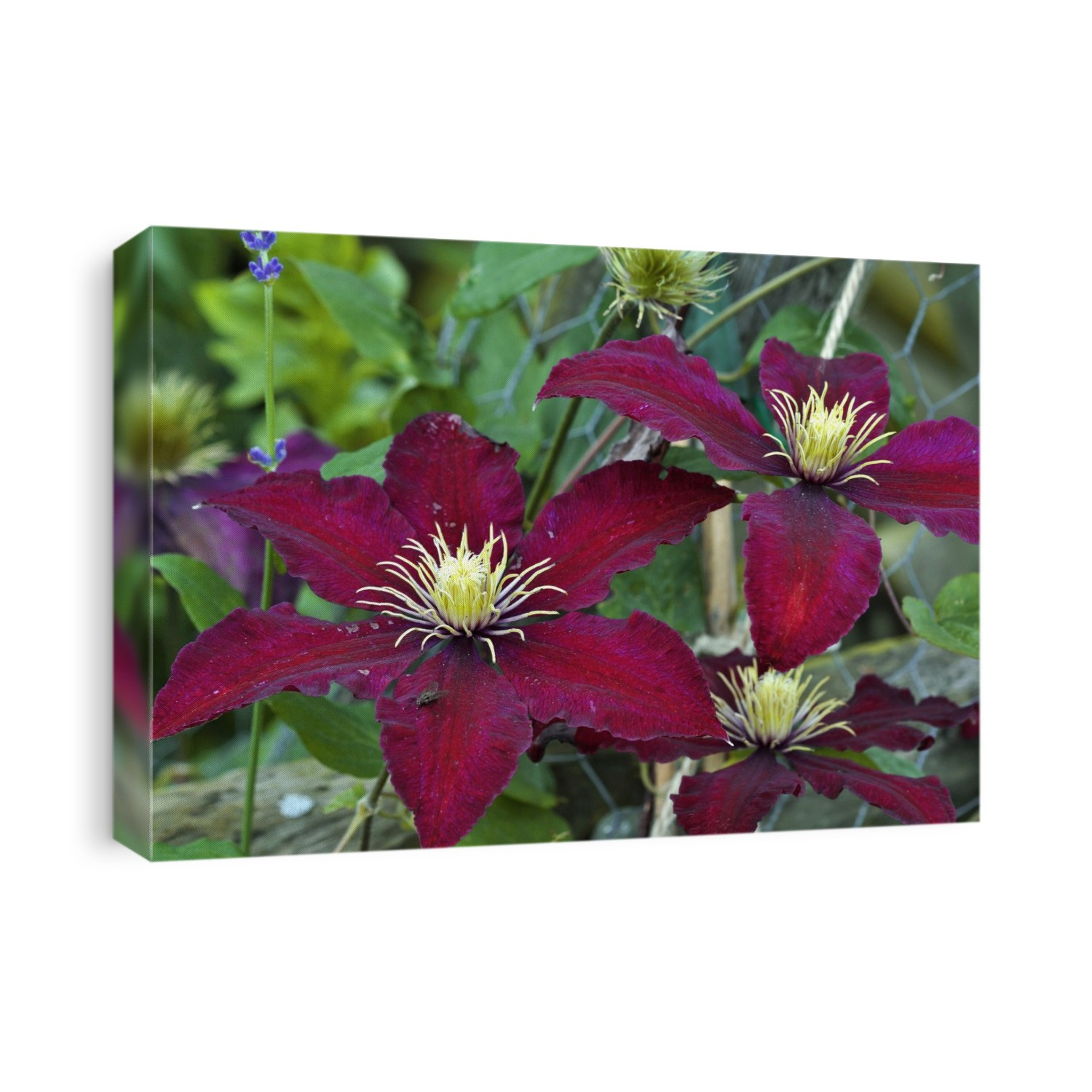 Clematis 'Niobe' (Clematis sp.) in flower. Photographed in Dorset, UK, in June.