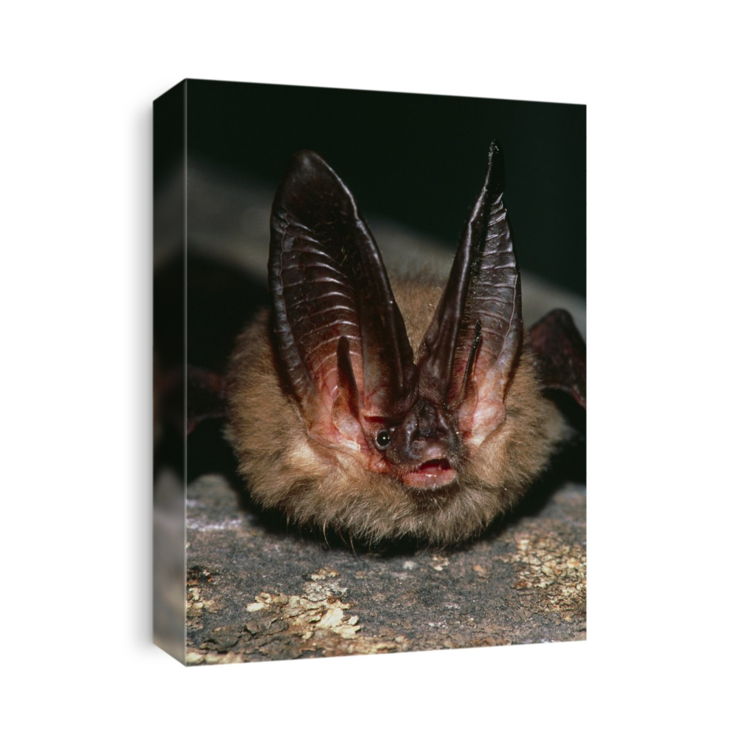 Townsend's big-eared bat. View of a Townsend's big-eared bat (Plecotus townsendii). These bats commonly inhabit caves and abandoned mines. They range from the western United States down to Mexico. The Townsend's big-eared bat will emerge late in the evening to forage. They are swift highly manoeuverable fliers and they prey on small moths and insects such as lacewings, flies and dung beetles. They have become an endangered species due to human-introduced predators such as domestic cats. Bats are the only mammals that are capable of sustained flight. Photographed in Boulder County, Colorado, USA.