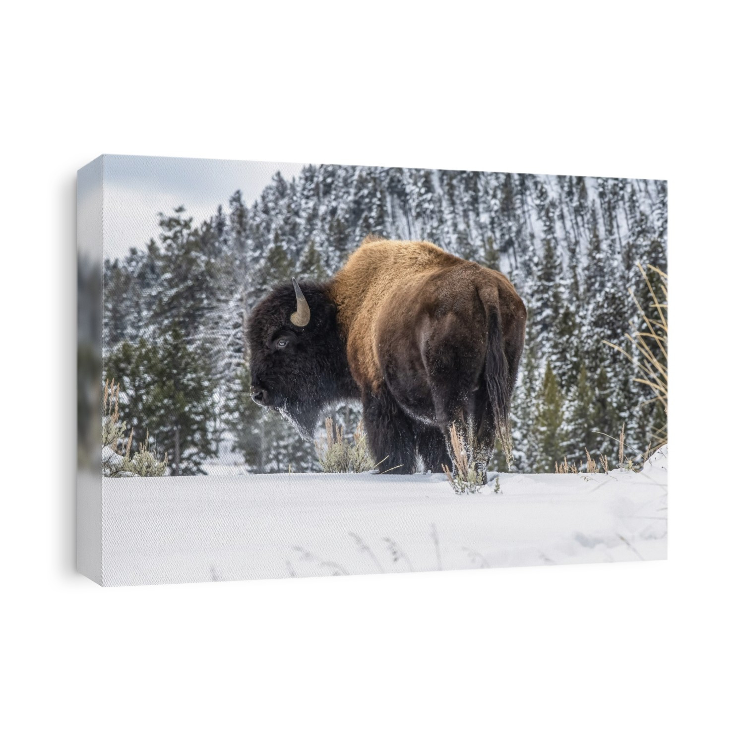 American Bison bull (Bison bison) standing in snow in Yellowstone National Park; Wyoming, United States of America