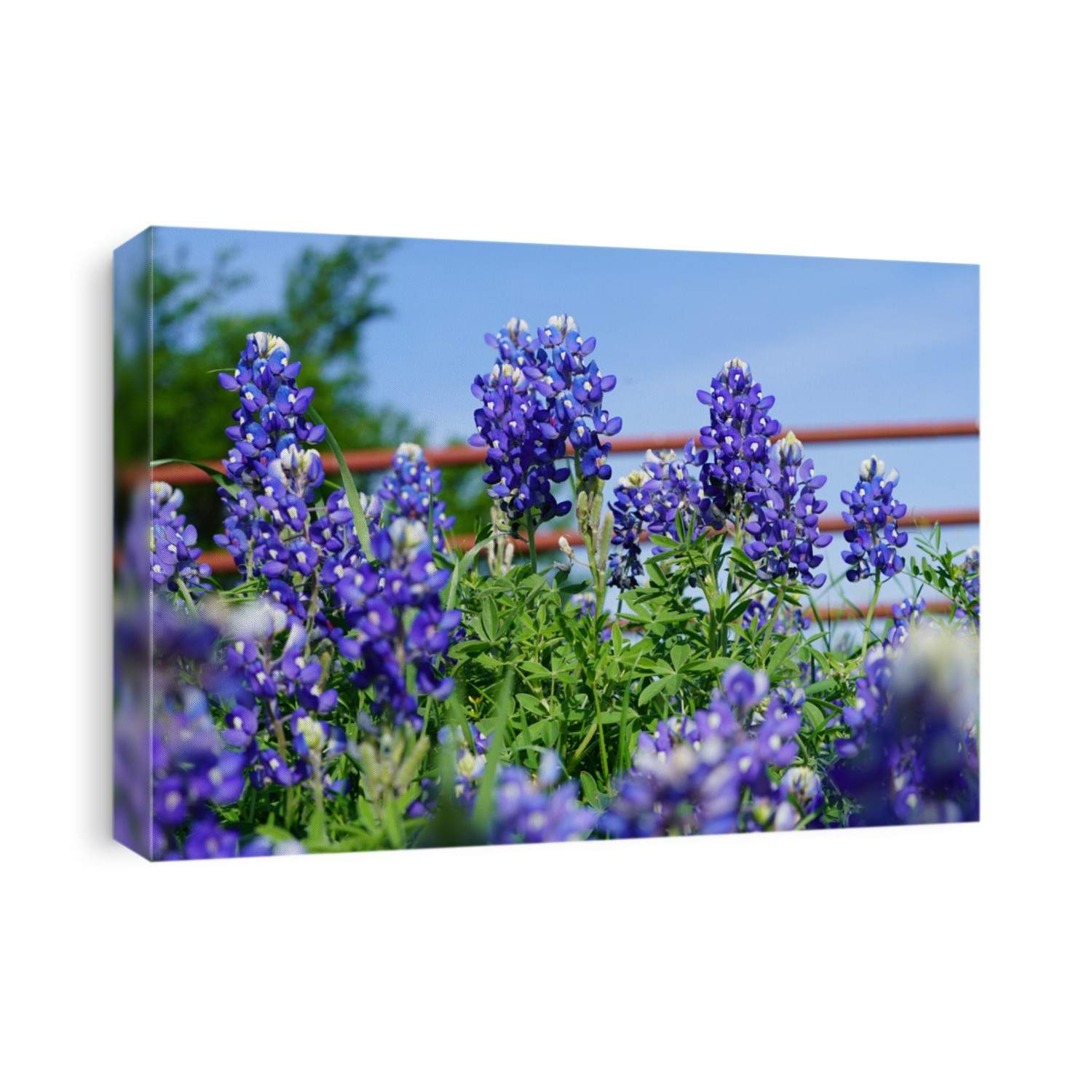 View of blooming Bluebonnet flowers during spring time near the Texas Hill Country