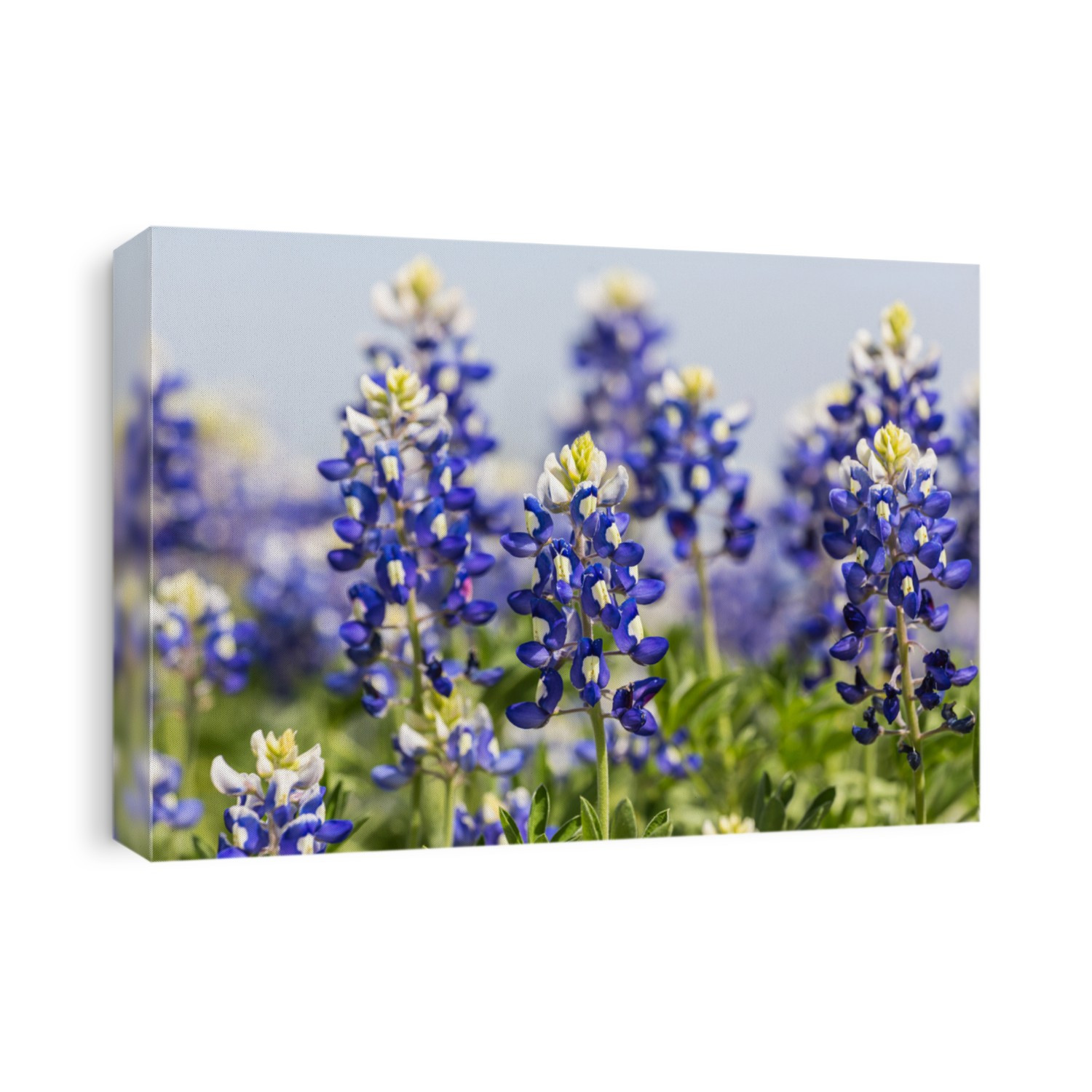 Selective focus closeup with shallow dof on patch of Texas Bluebonnets (Lupinus texensis) from low angle against blue sky.