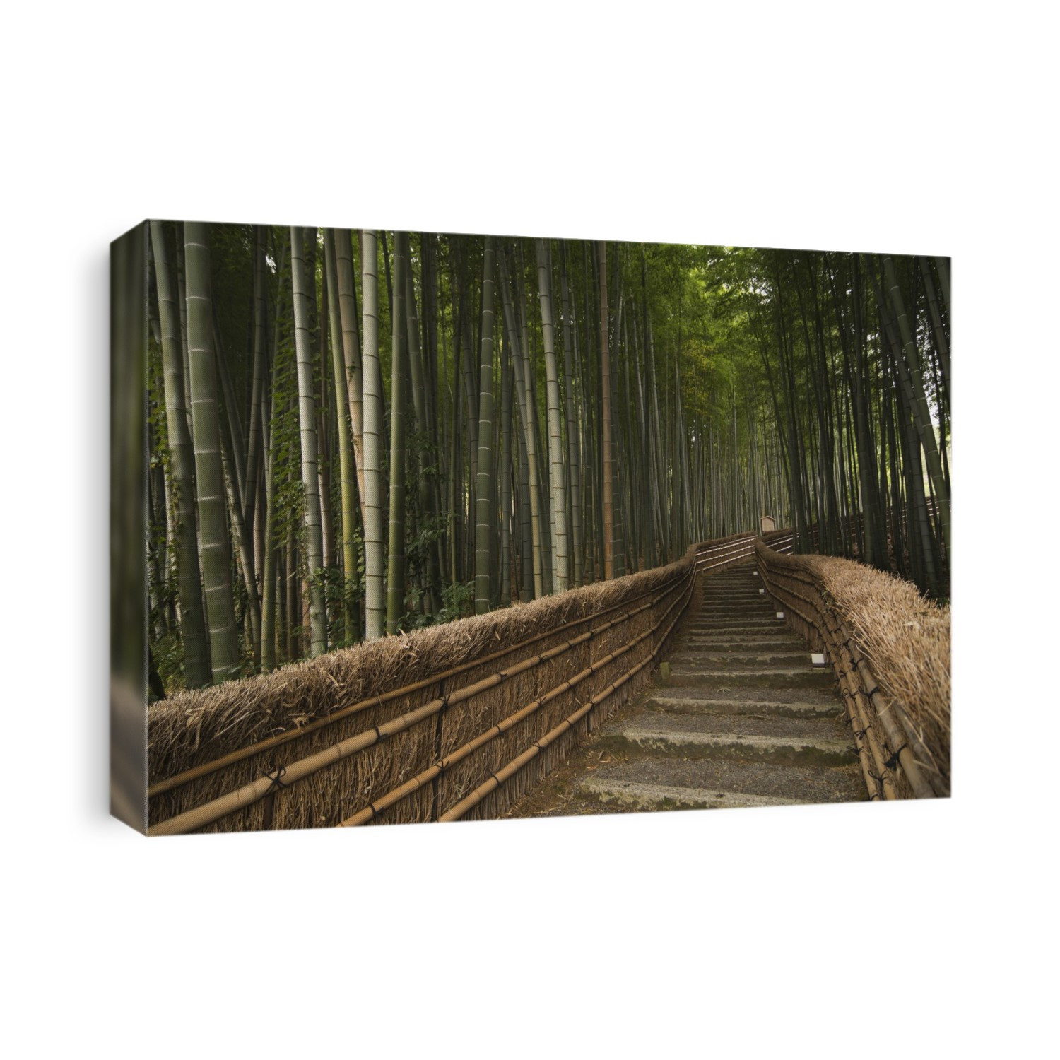 Stone Pathway In Bamboo Forest; Arashiyama, Kyoto, Japan