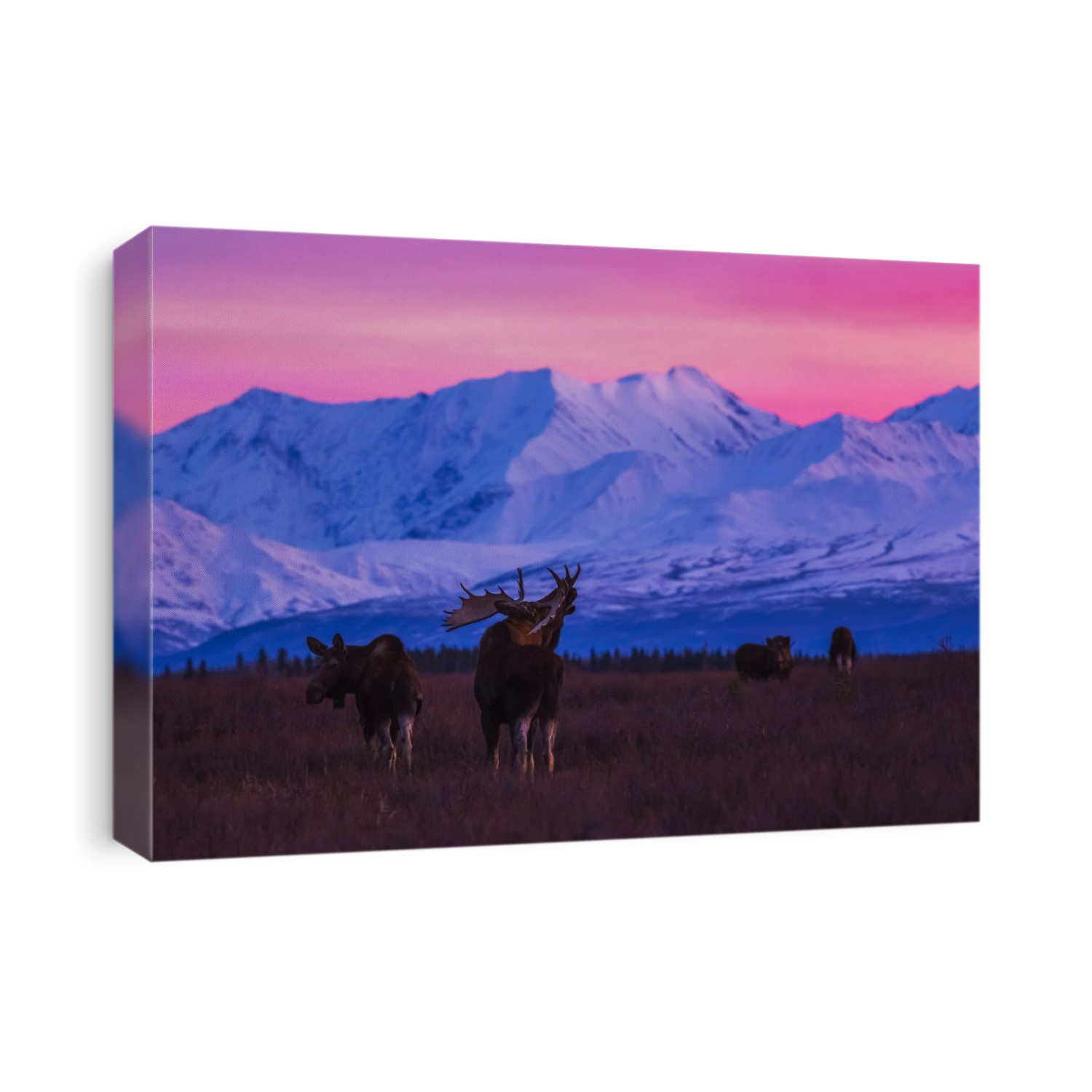 A Bull Moose (Alces Alces) Makes Vocalizations After Sunset With The Alaska Range In The Background During Rutting Season; Alaska, United States Of America