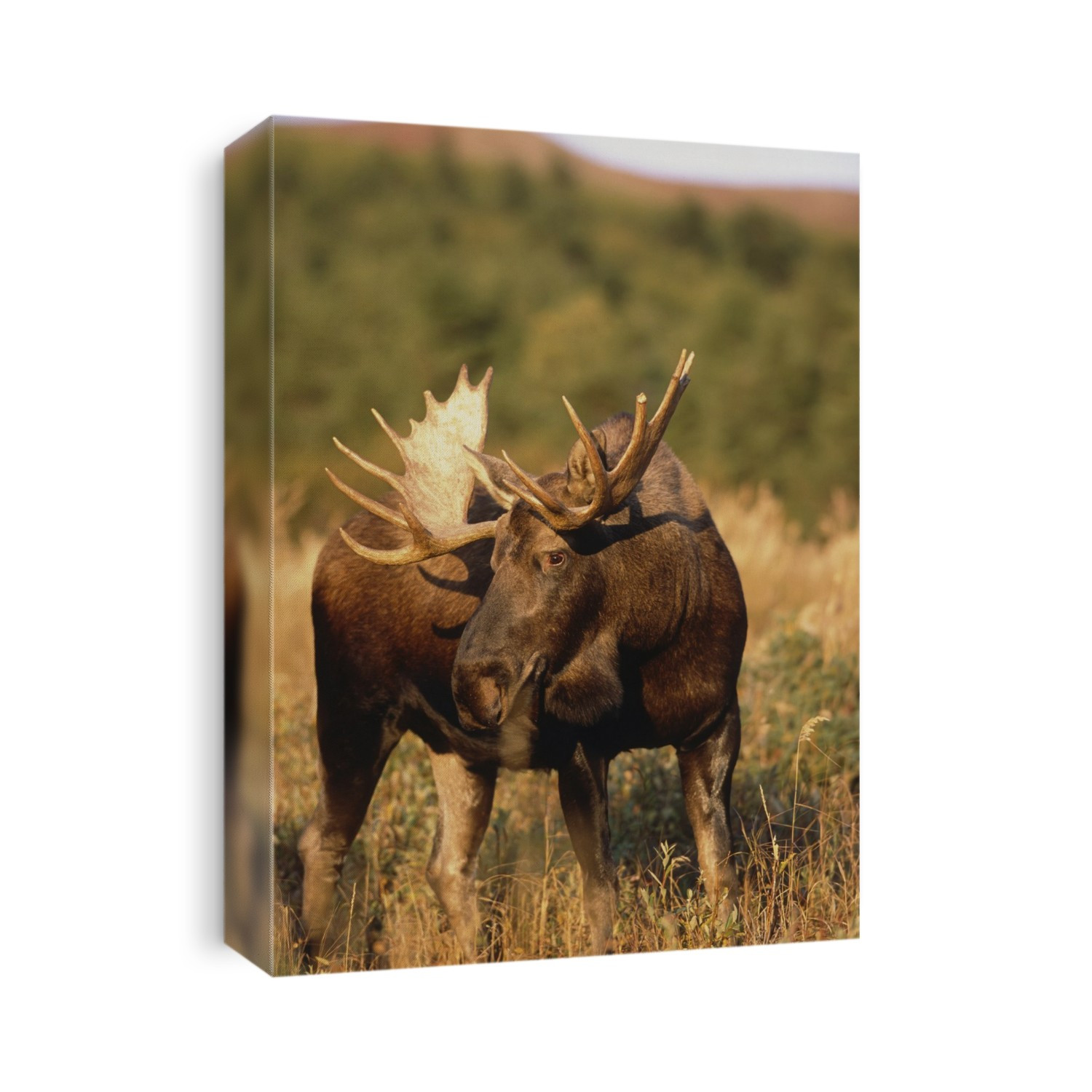 Bull Moose Grazing On Hillside Chugach State Park Southcentral Alaska Autumn