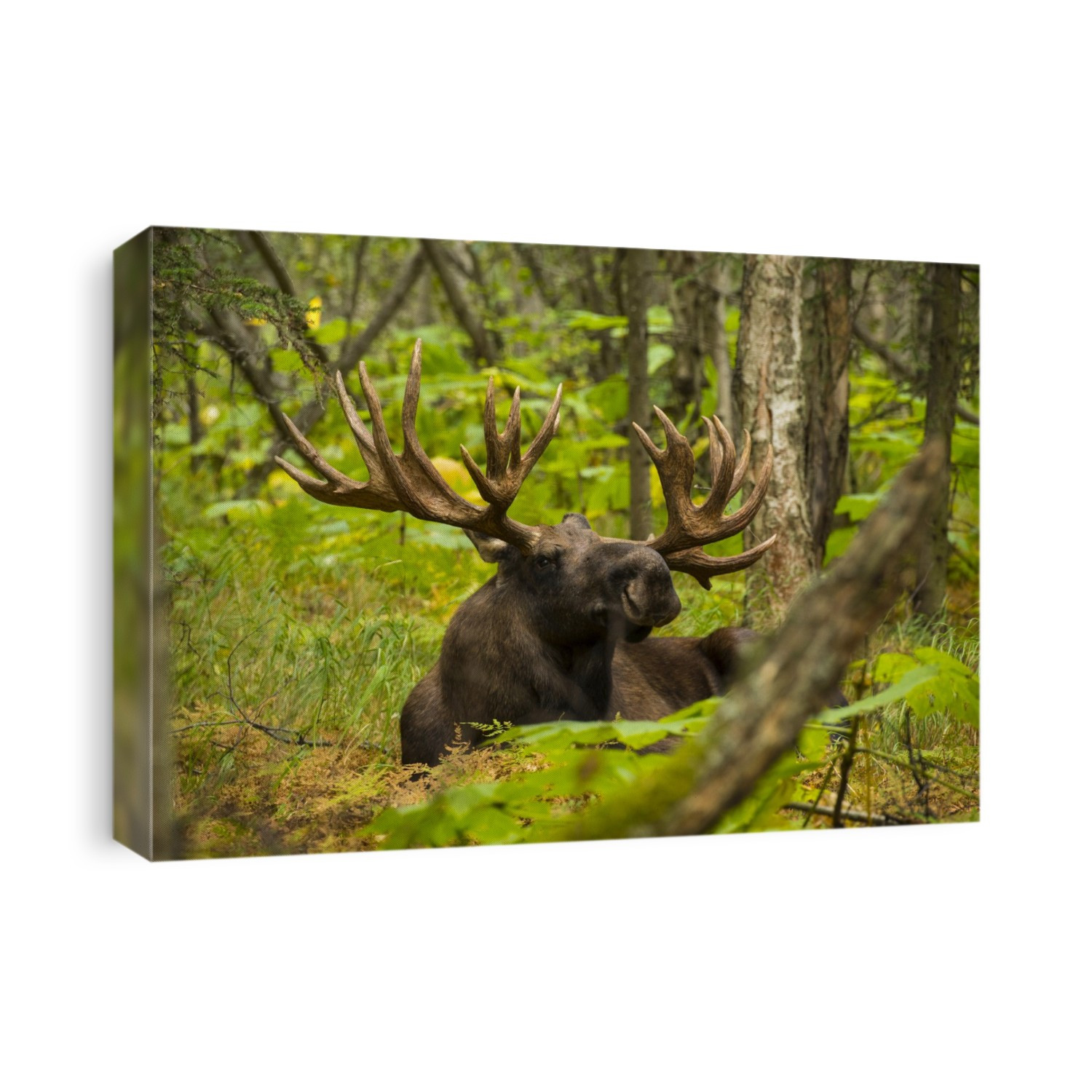 The large bull moose (Alces alces) know by locals as 'Hook' is seen during the rutting season resting on the forest floor in Kincaid Park in Anchorage on an autumn day; Anchorage, Alaska, United States of America