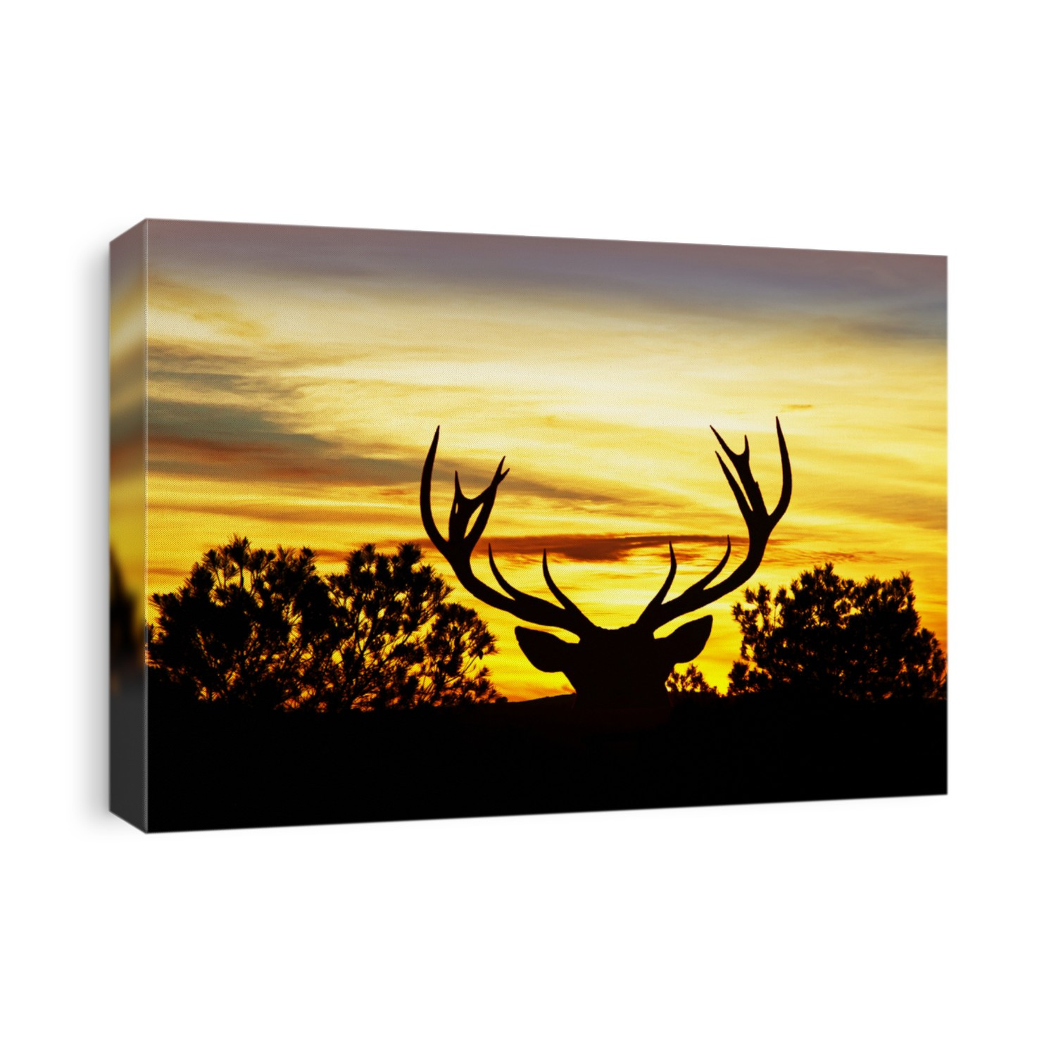 deer in the field