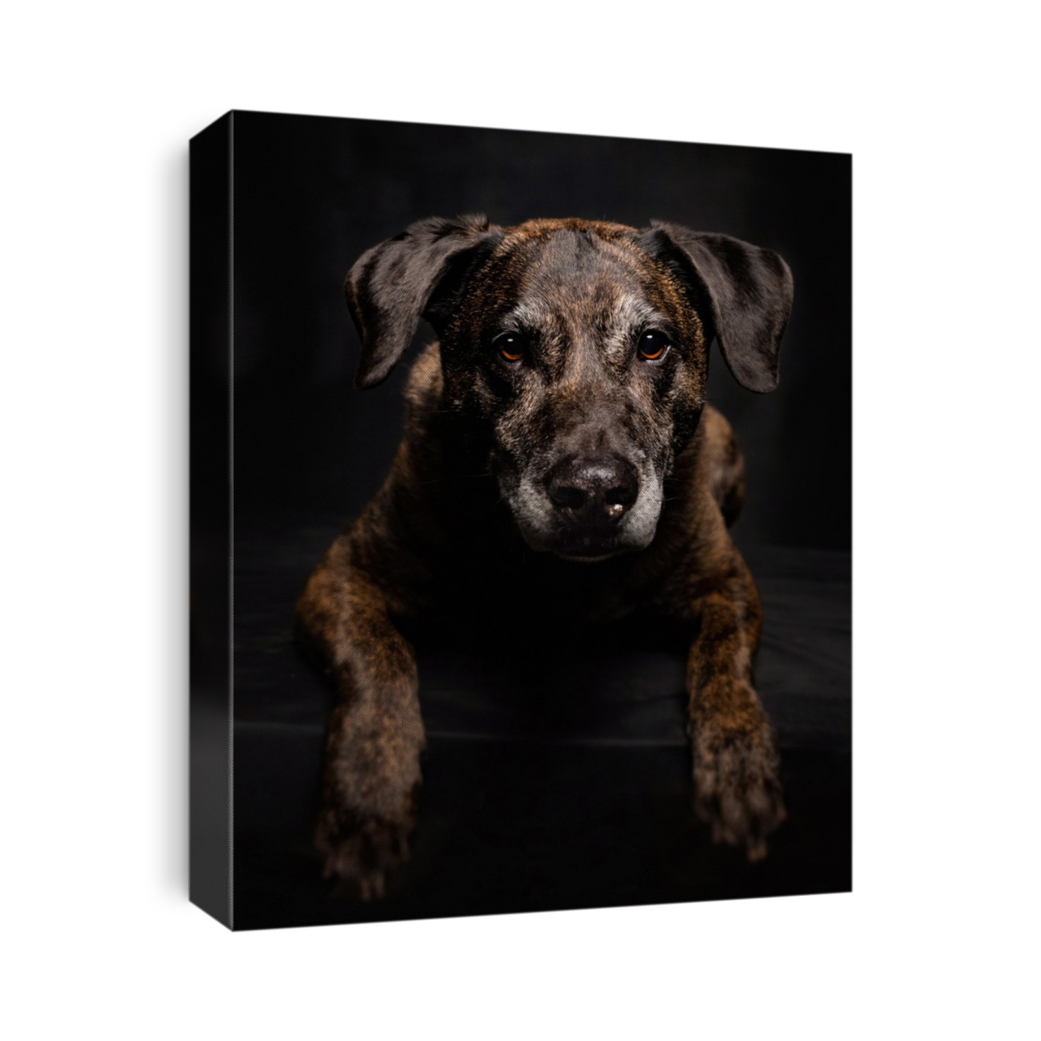 old labrador pit bull mix in a studio shot with an isolated black background