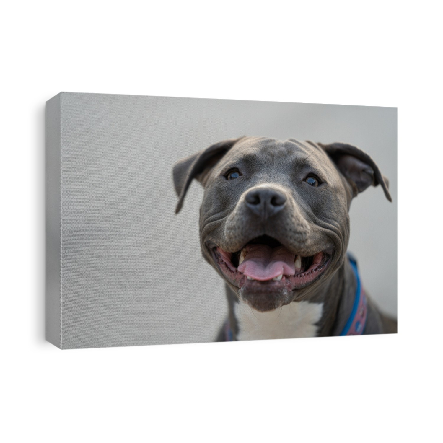 pitbull pup gets a close up head shot after playing hard
