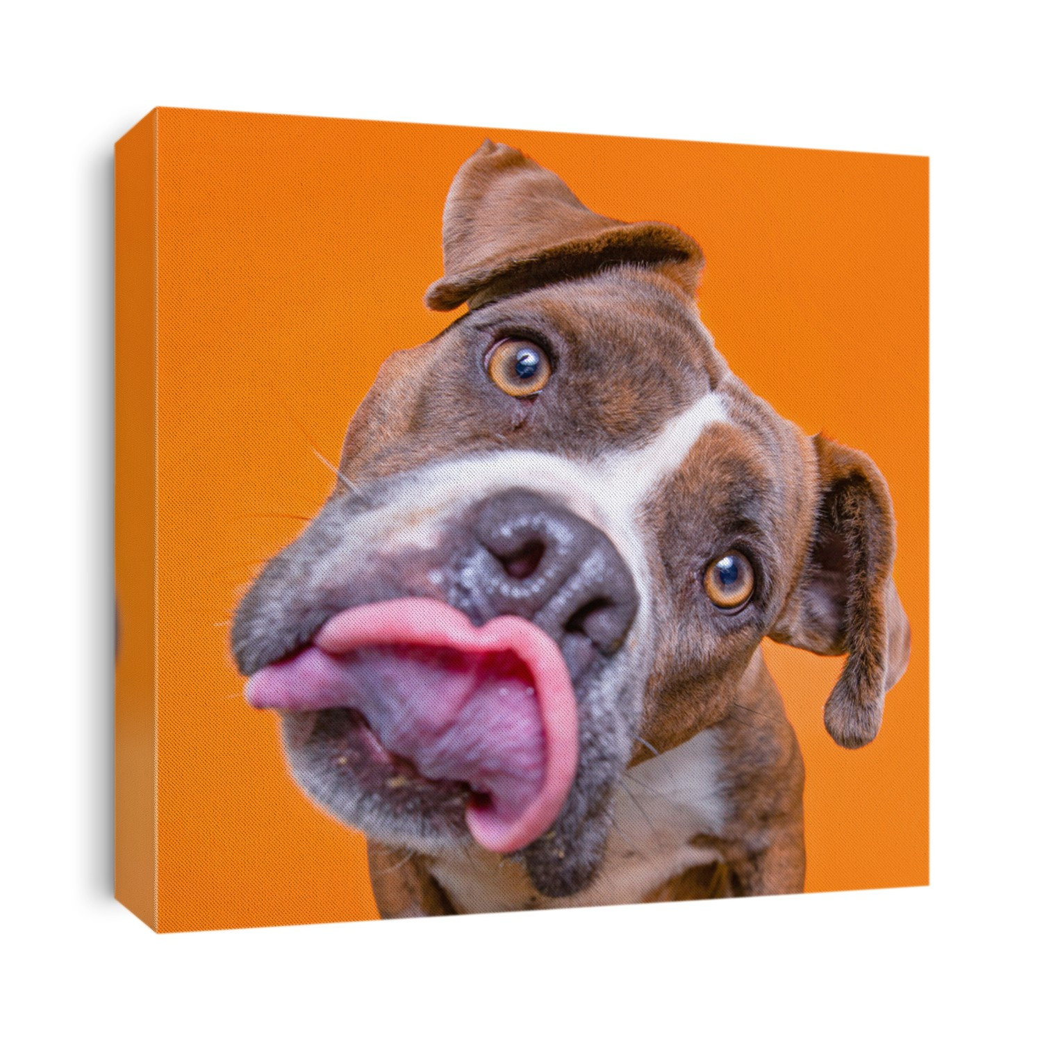 studio shot of a cute shelter dog on an isolated background
