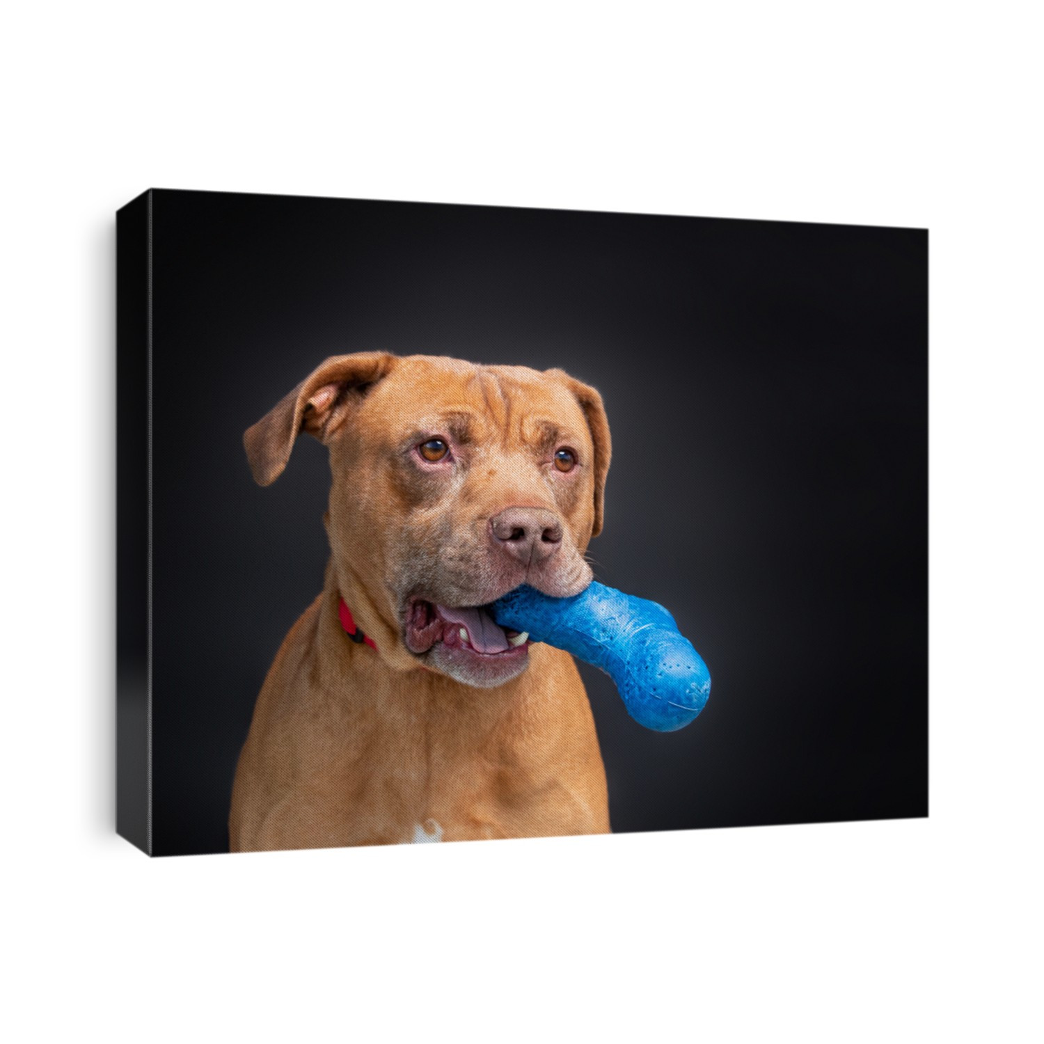 cute dog on an isolated background studio shot 