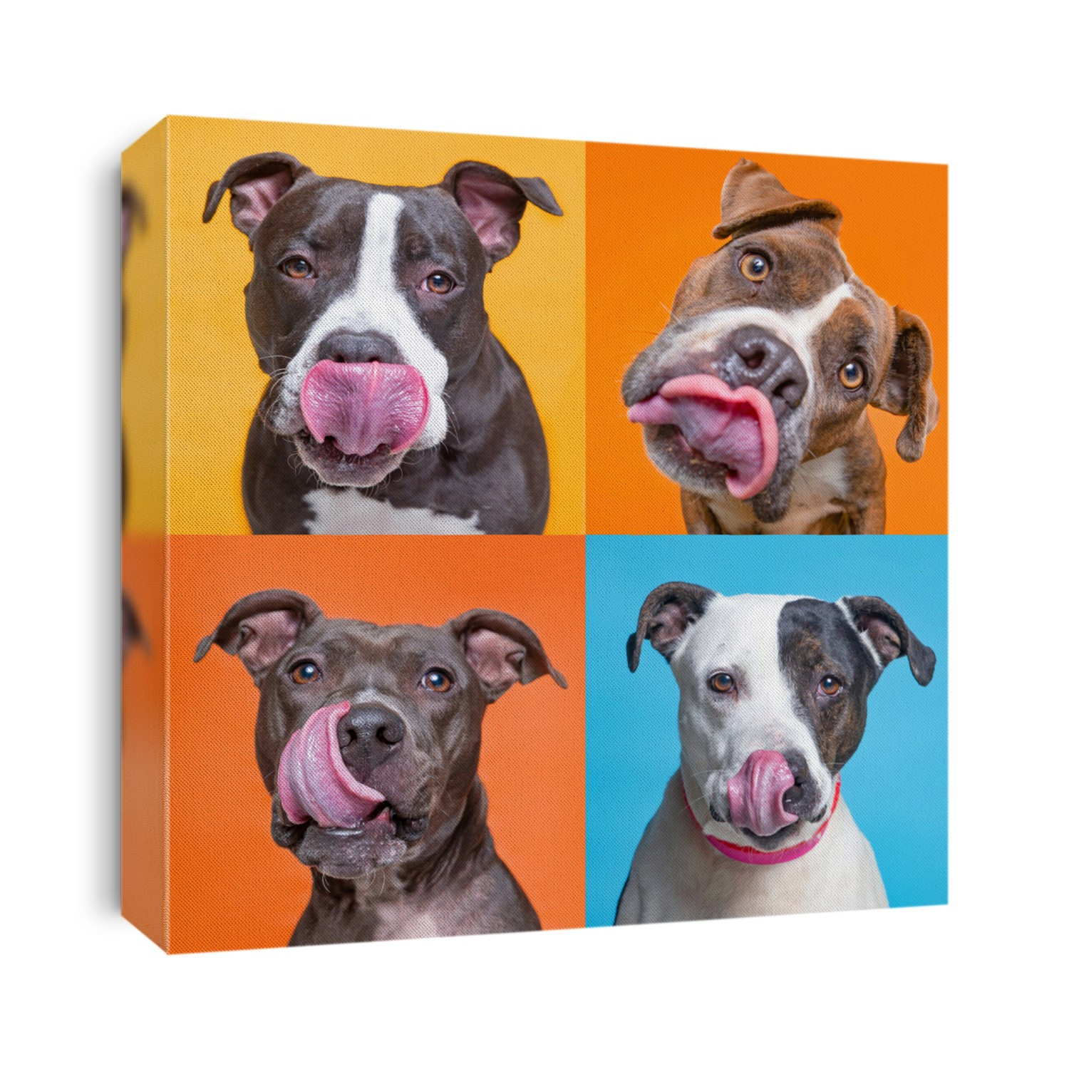 studio shot of dogs on an isolated background