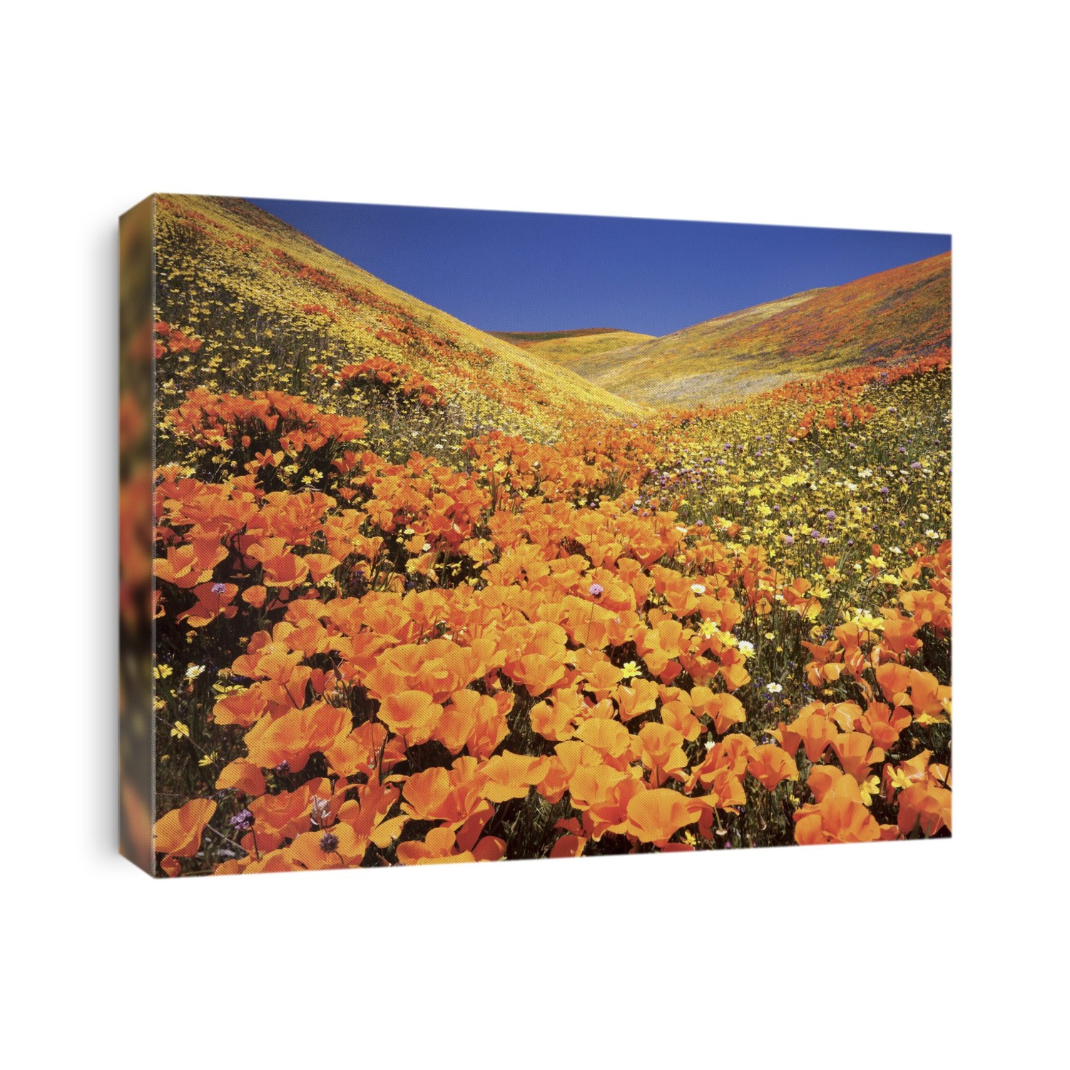 Landscape of wildflowers growing on hills; California, United States of America