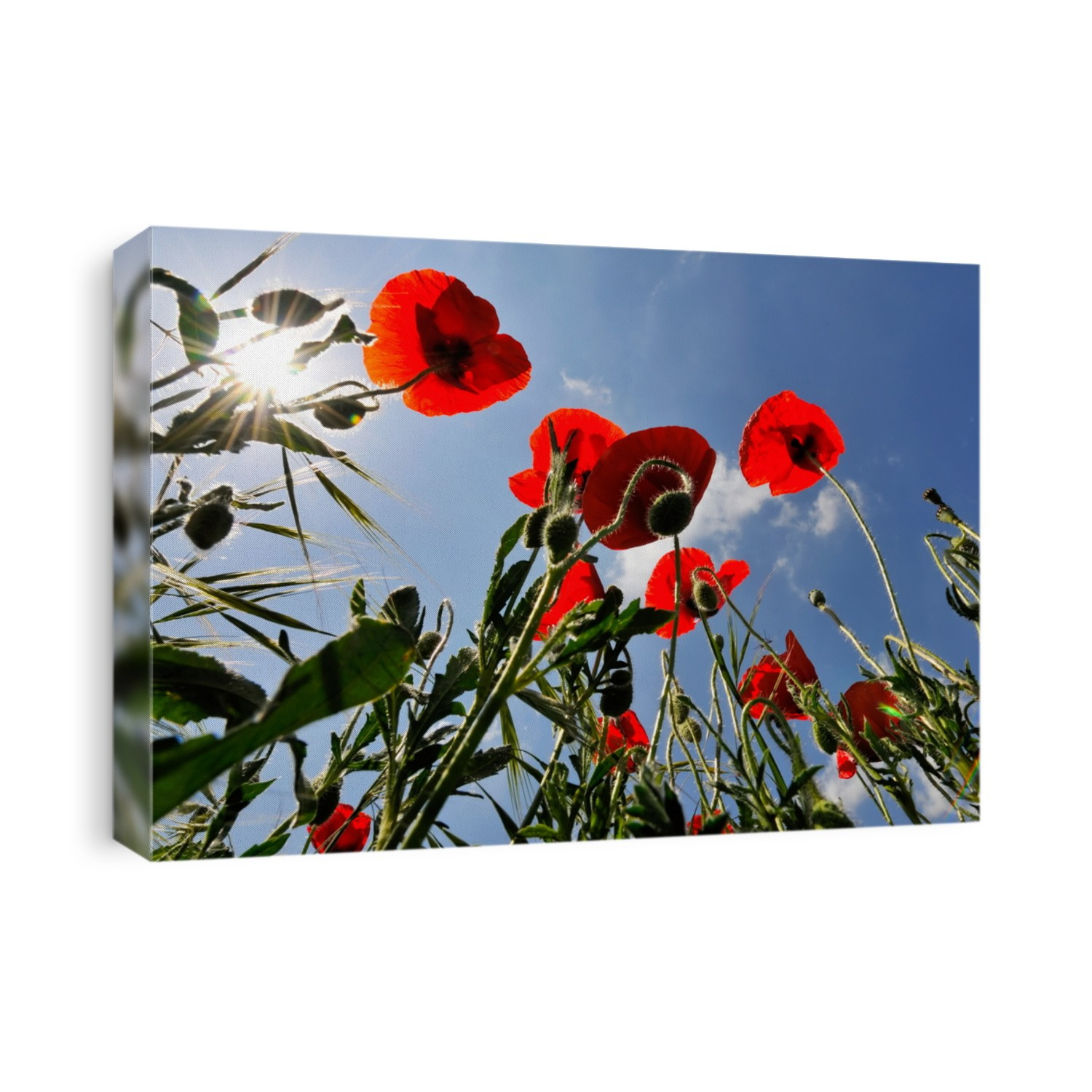 red poppies on field in spring